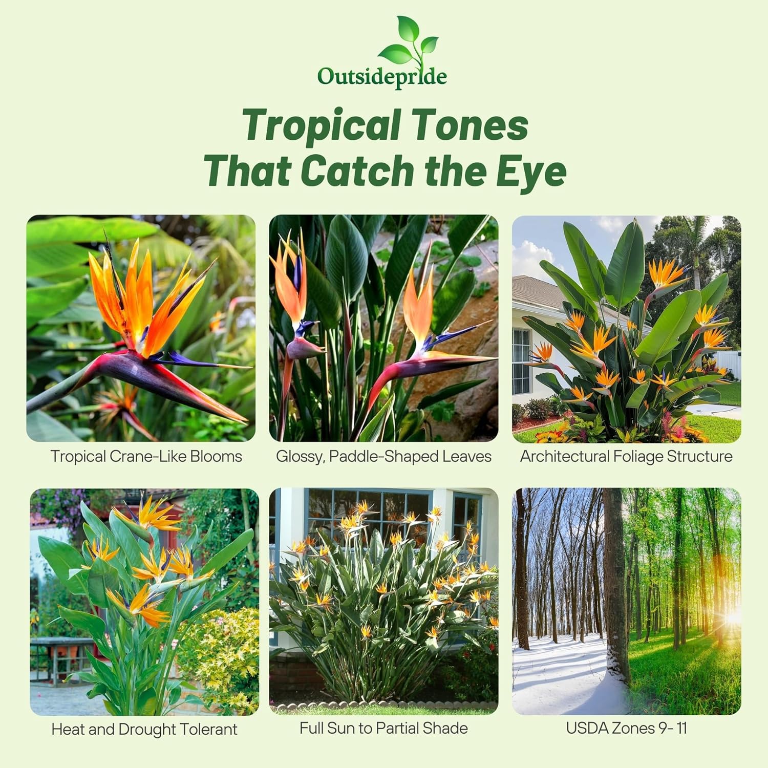 Bird of Paradise Flower Garden