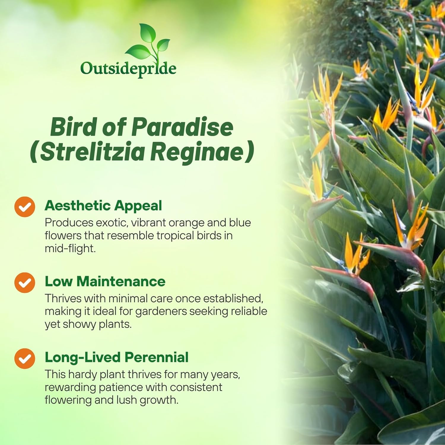 Tropical Bird of Paradise Flower Seed