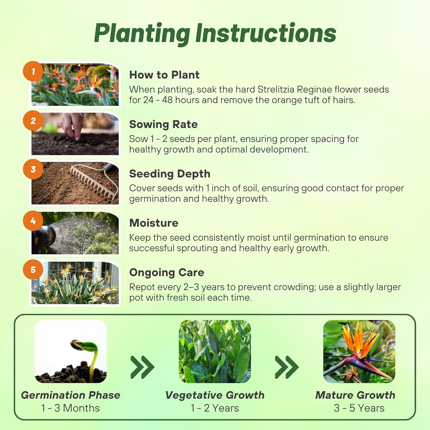 Bird of Paradise Flower Planting Directions