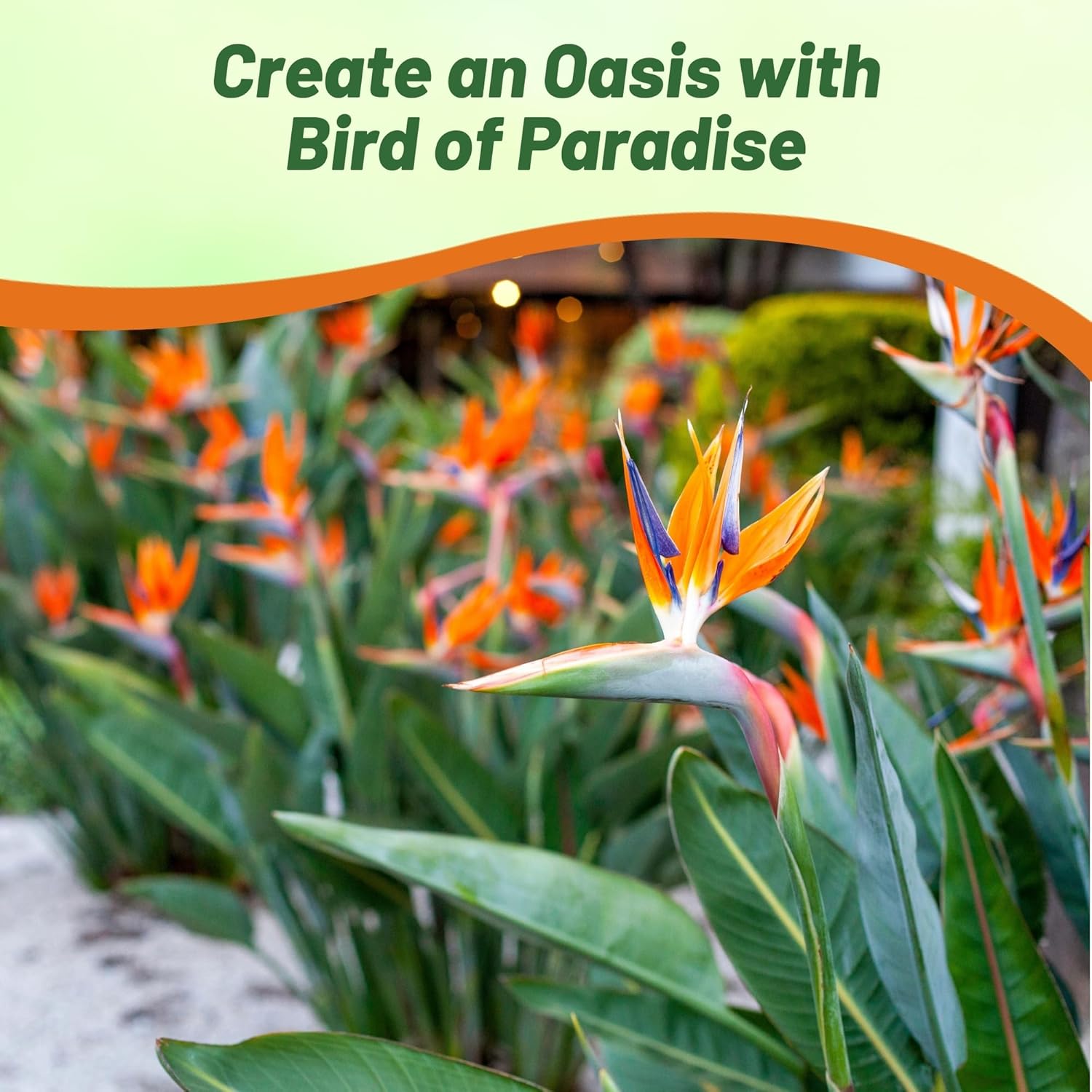 Unique Bird of Paradise Cut Flowers