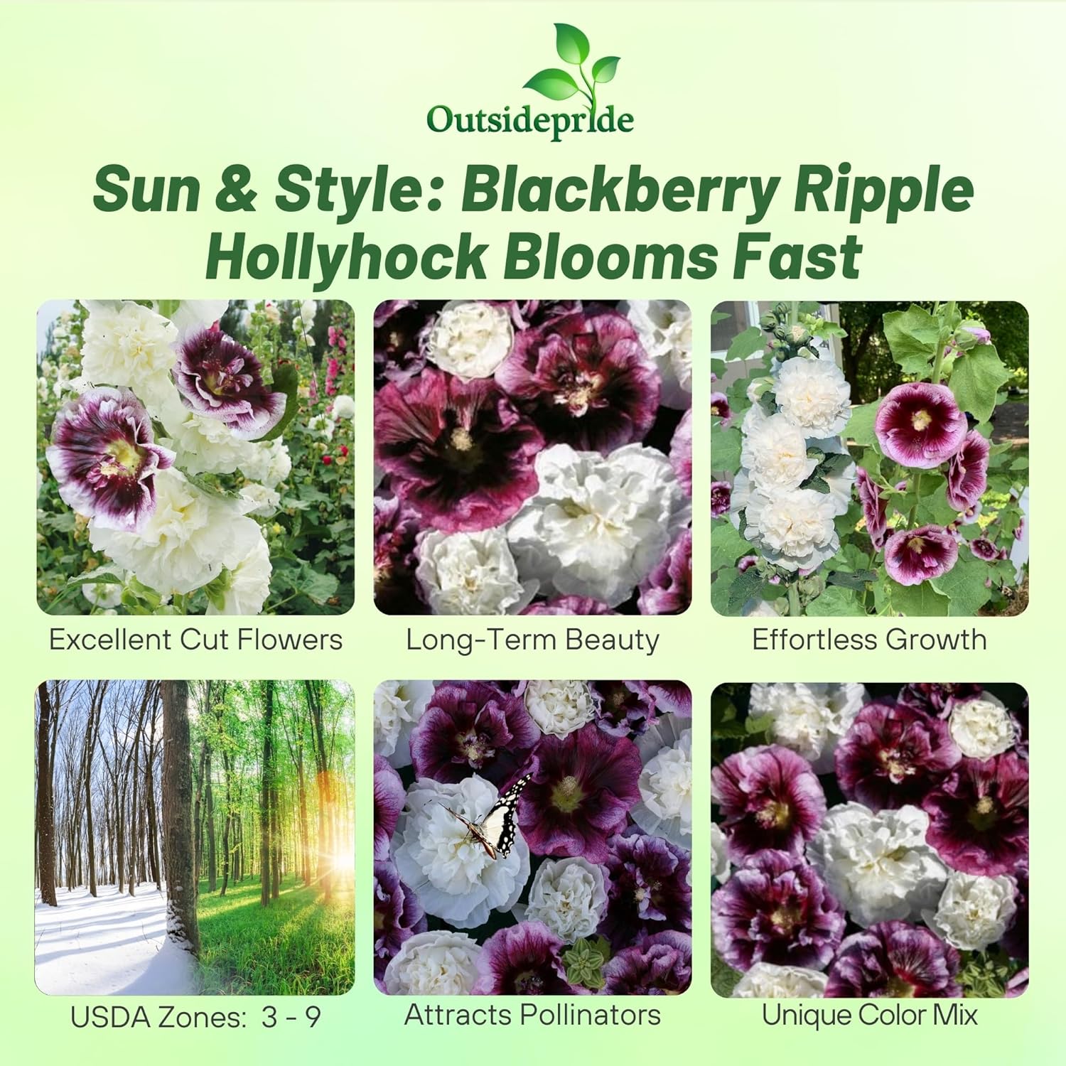 Hollyhock Blackberry Ripple Garden Flowers