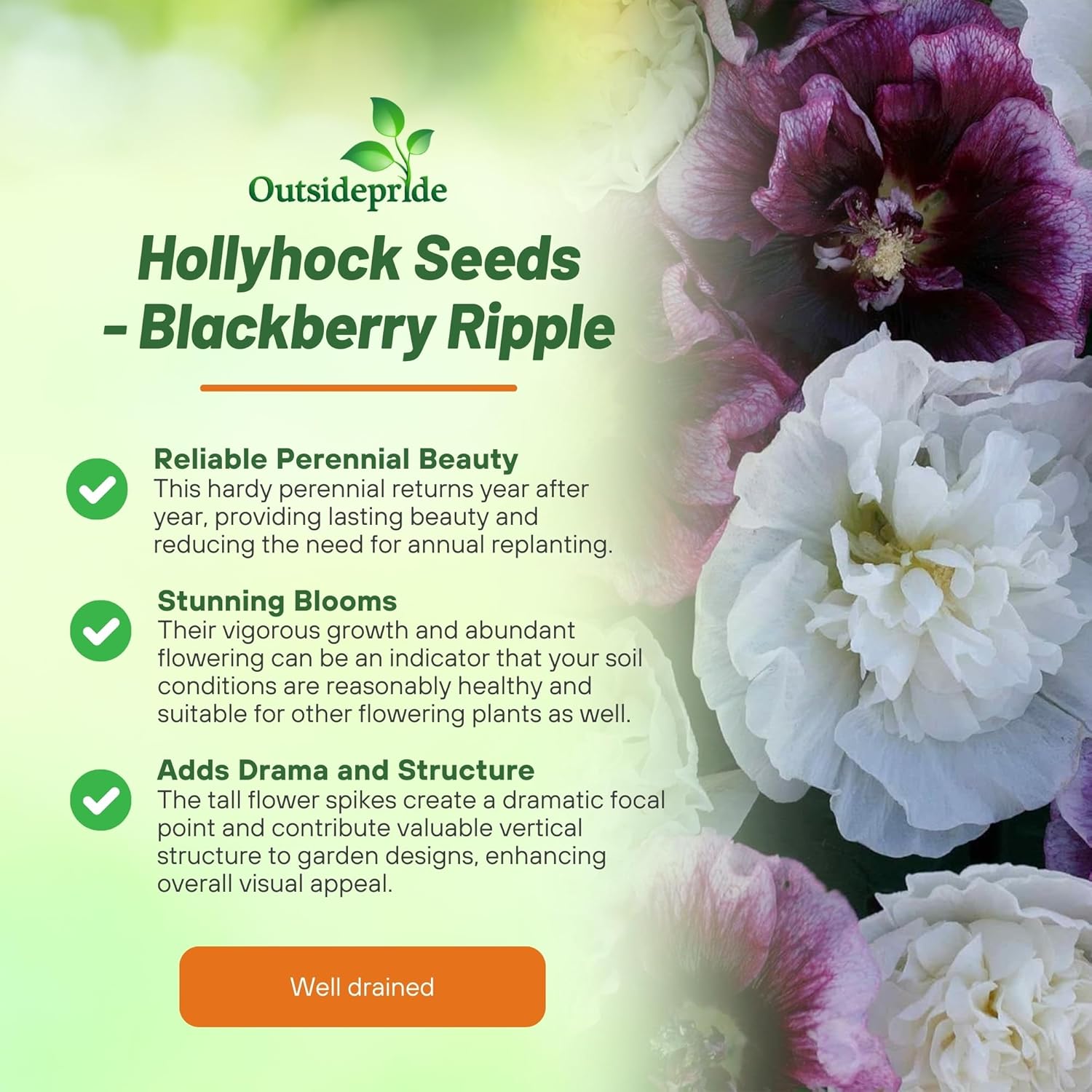 Hollyhock Blackberry Ripple Benefits