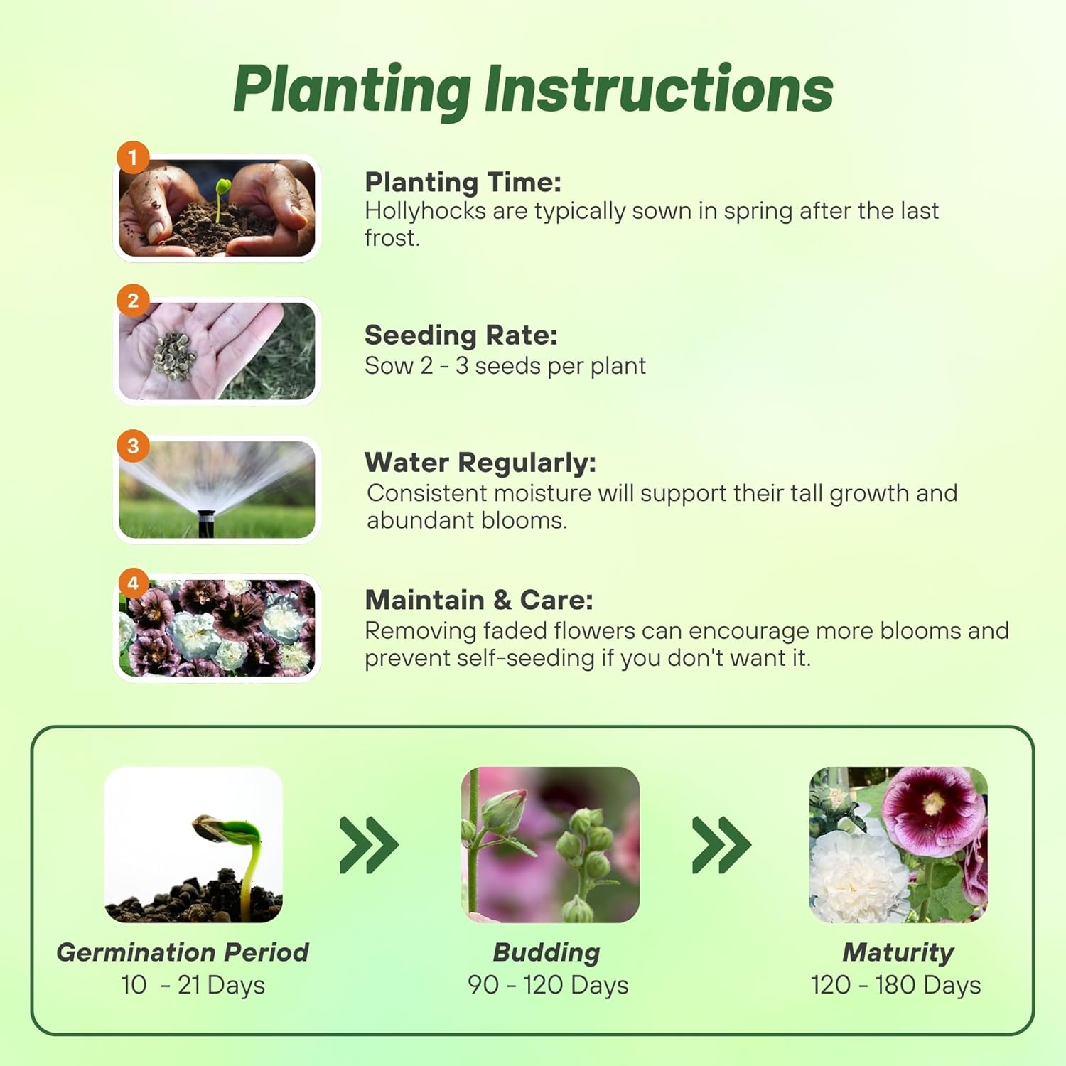 Hollyhock Blackberry Ripple Planting Directions