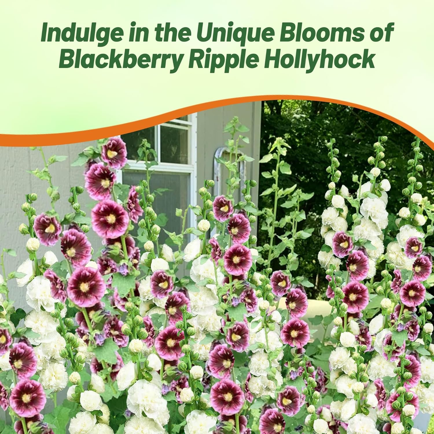 Alcea Rosea Blackberry Ripple Flower Seeds