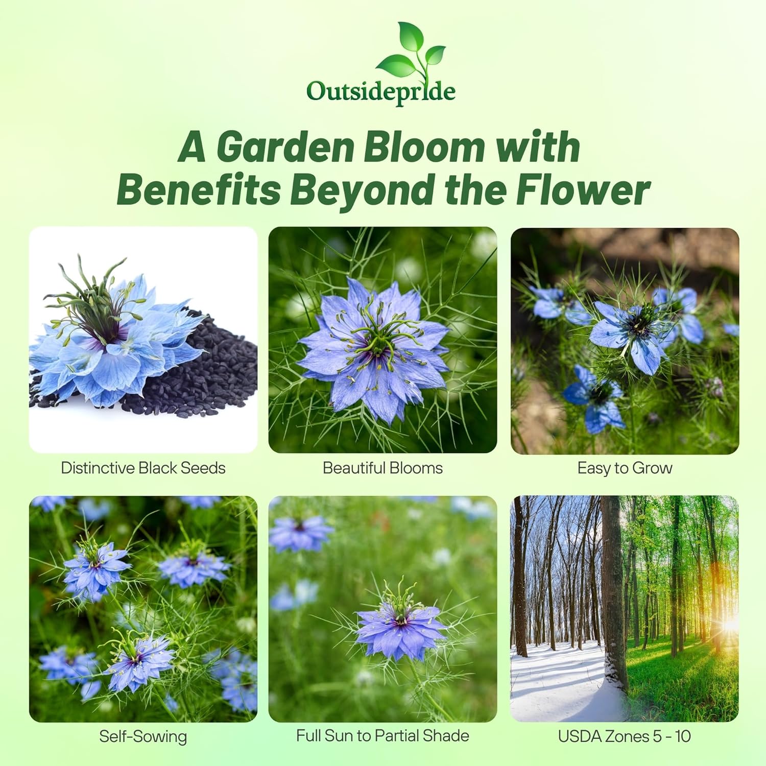 Nigella Sativa Herb Garden