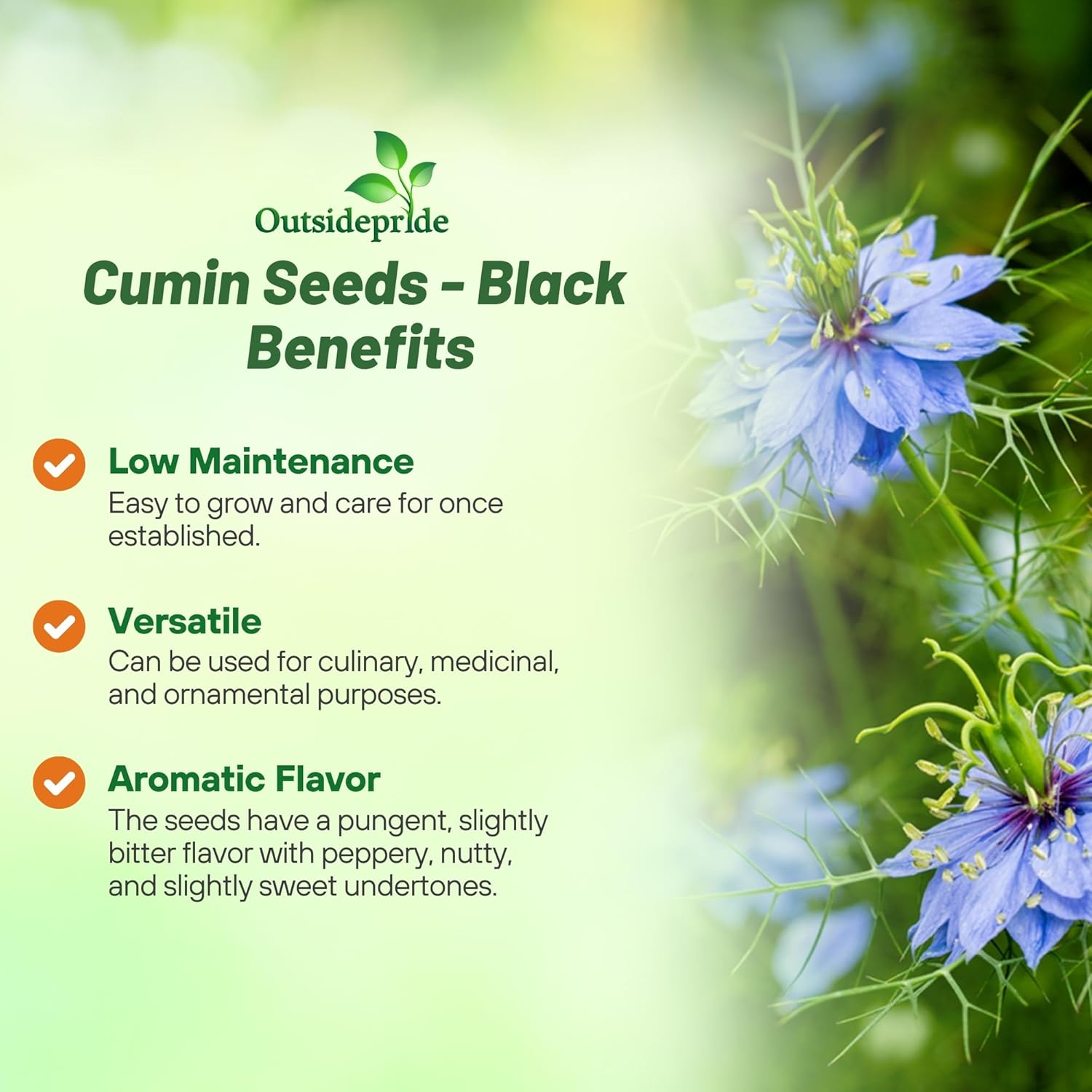 Black Cumin Herb Garden