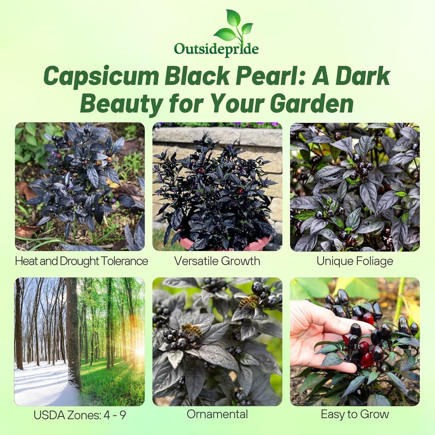 Pepper Black Pearl Planting Directions