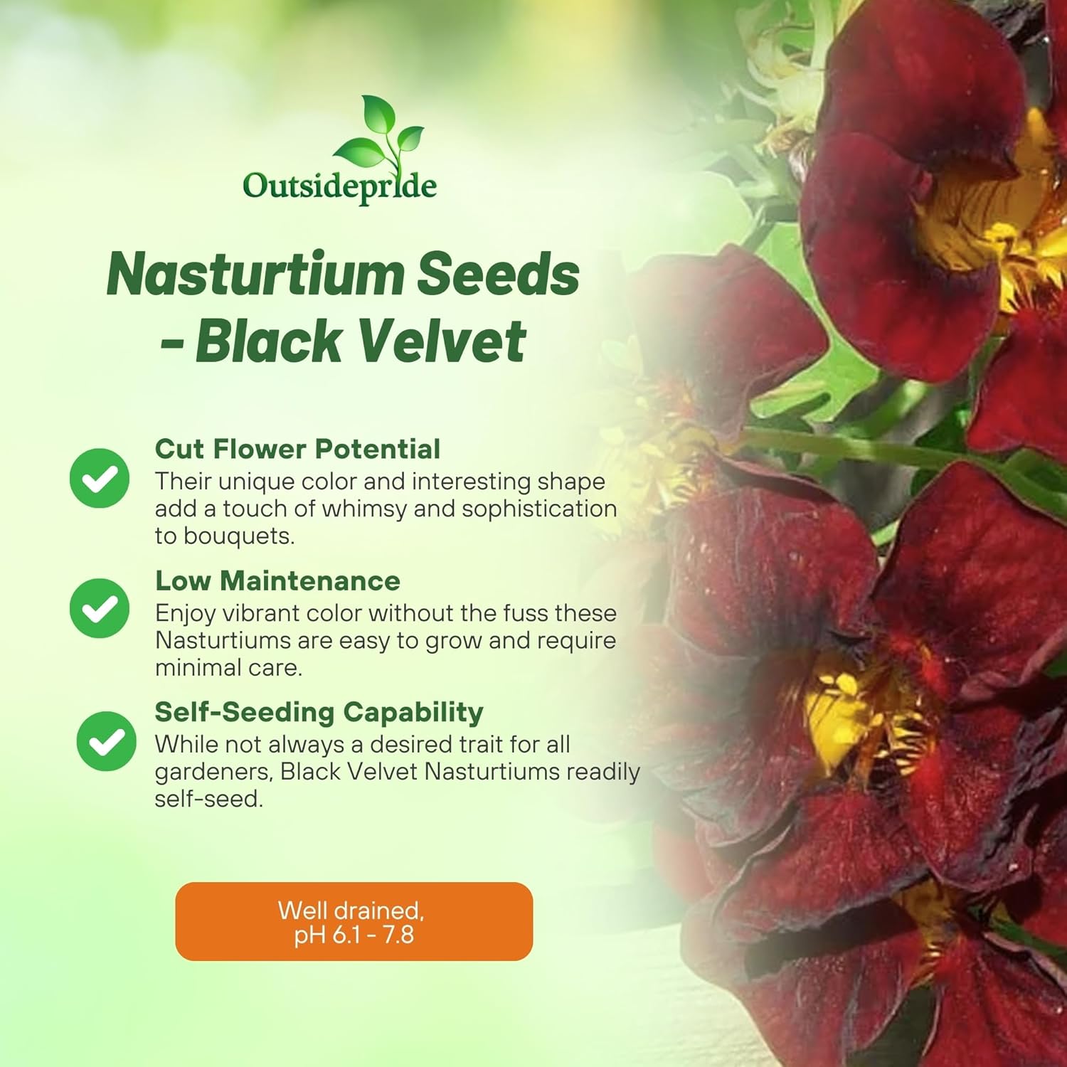 Tropaeolum nanum Tom Thumb Black Velvet