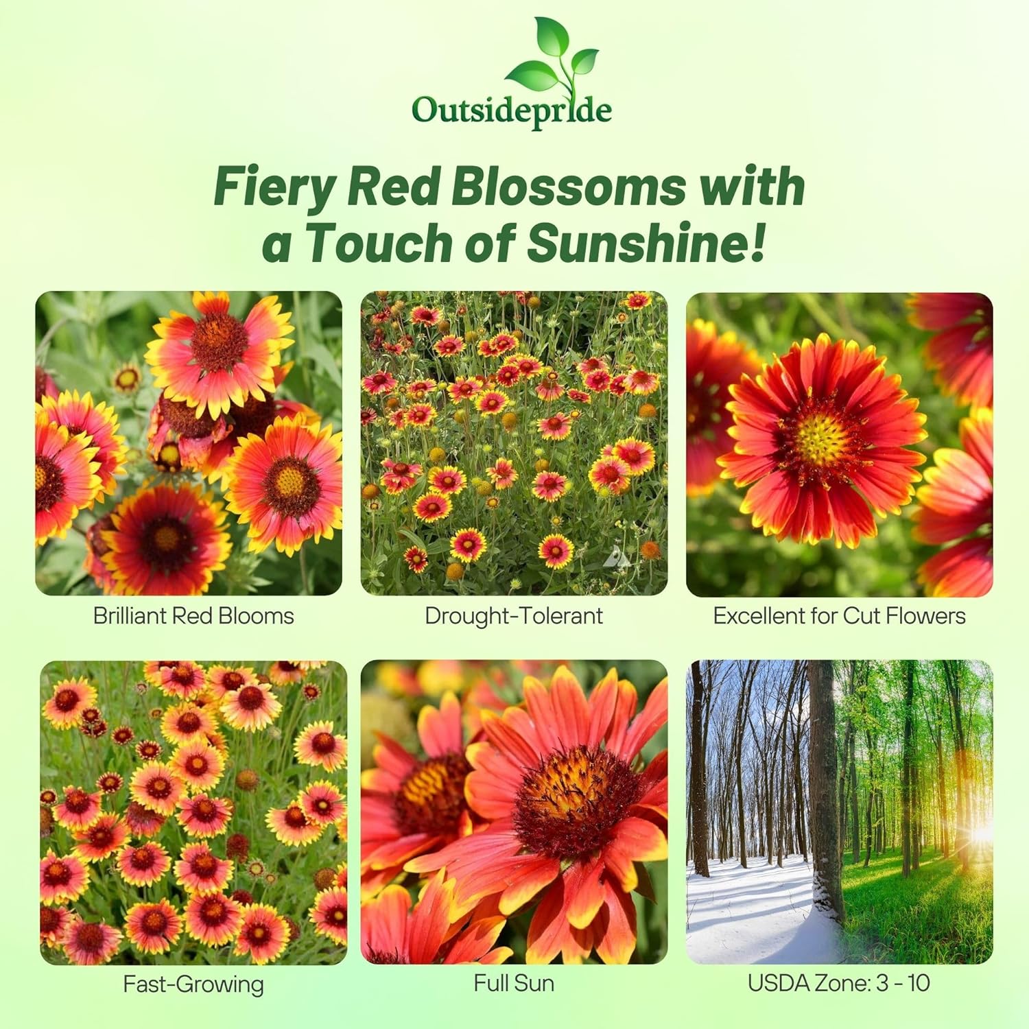 Blanket Flower Dryland Drought Tolerant