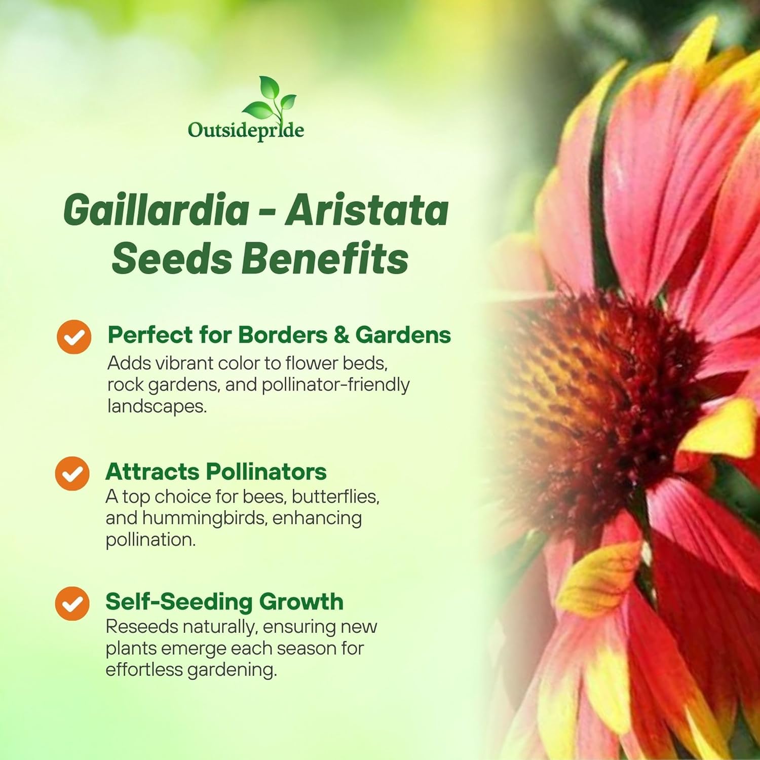 Blanketflower Wildflower Seed