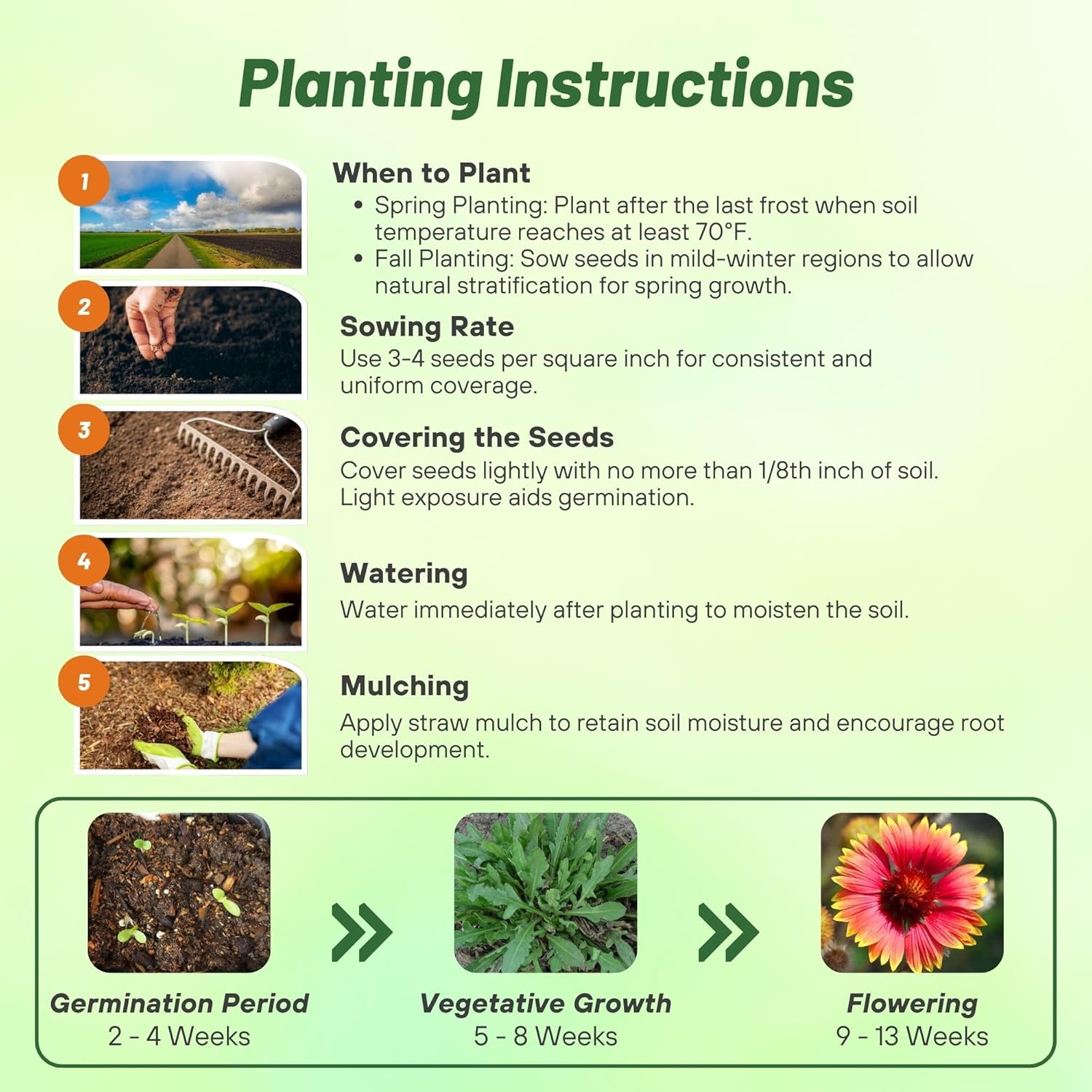 Gaillardia Aristata Planting Directions