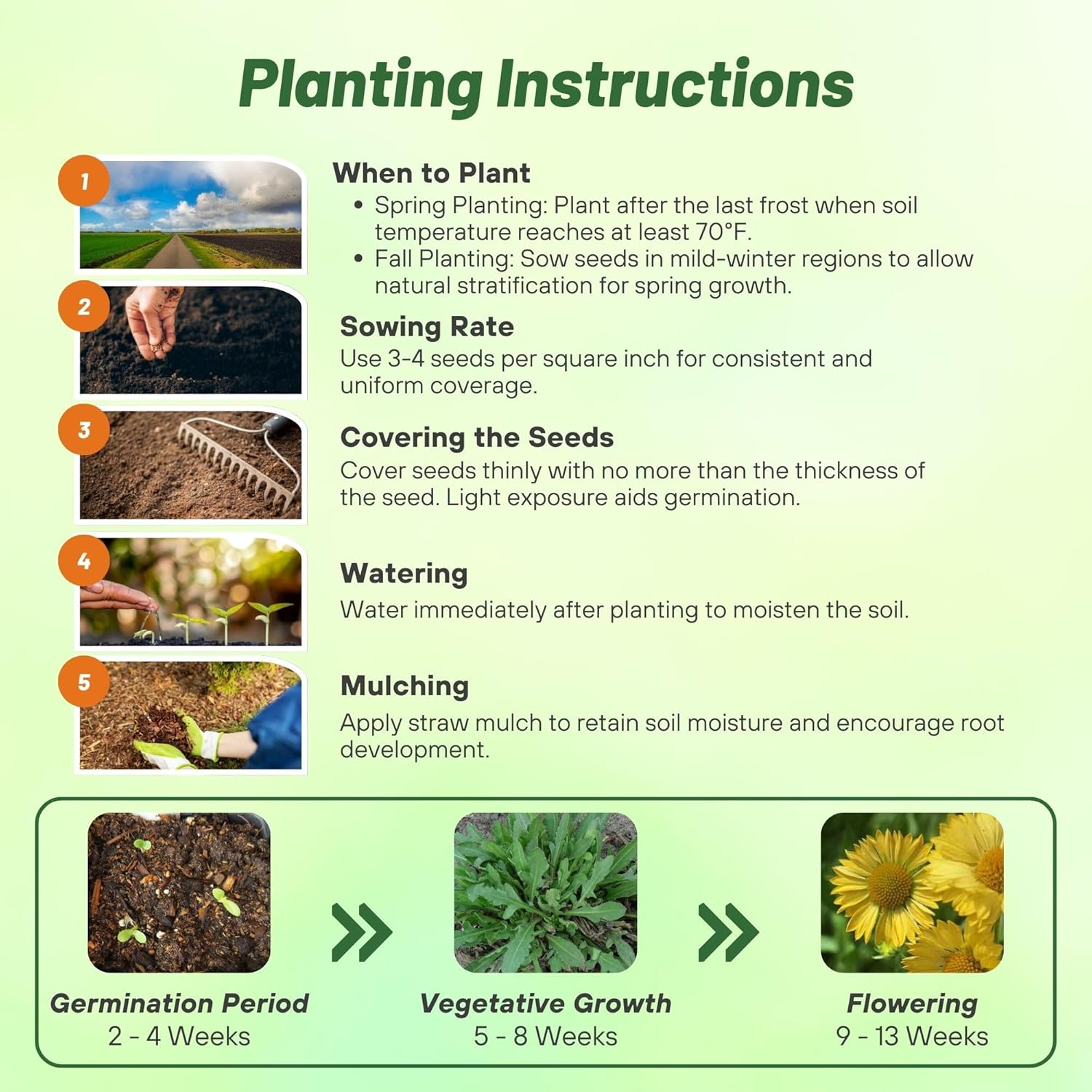 Blanket Flower Aurea Planting Directions