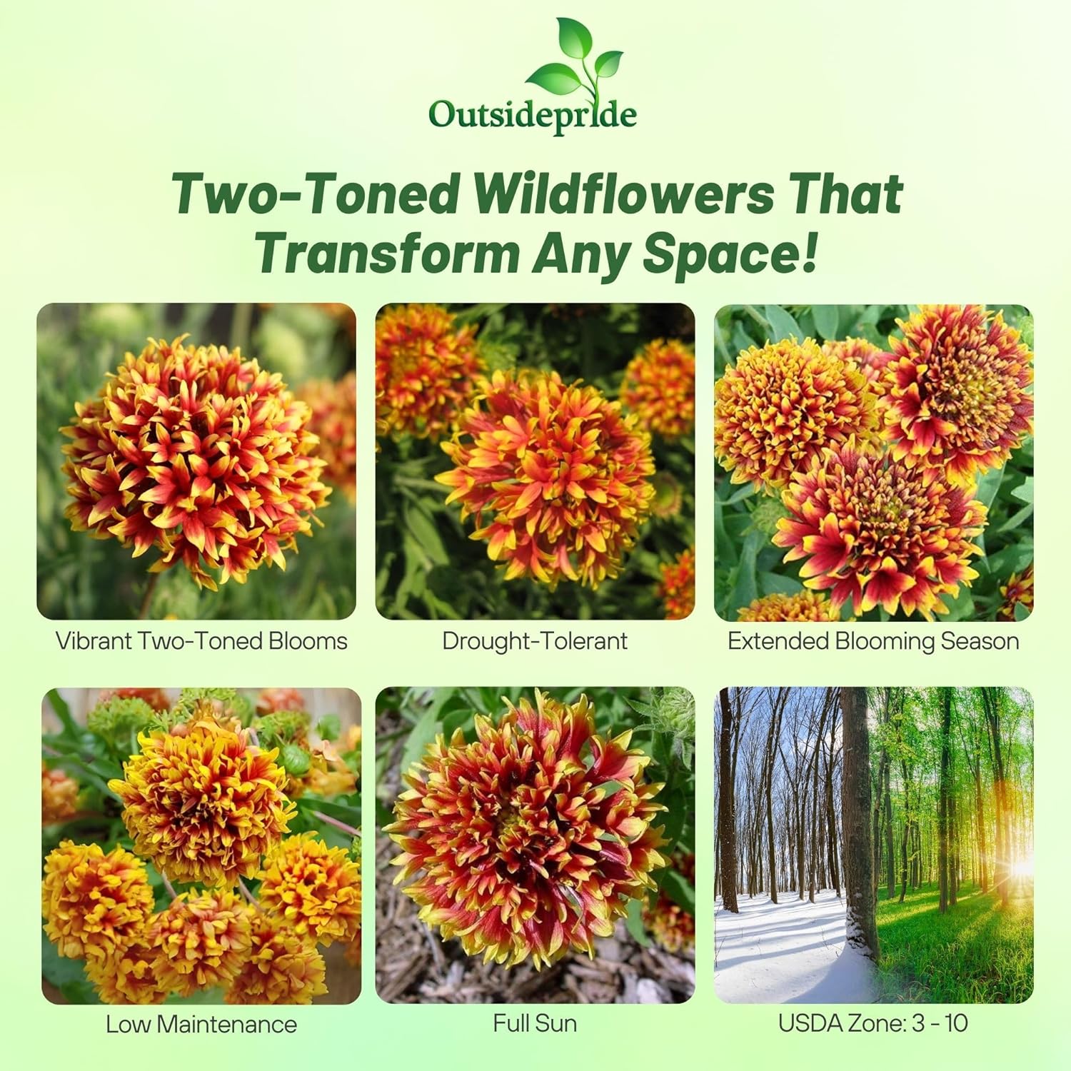 Blanket Flower Bicolor Seeds