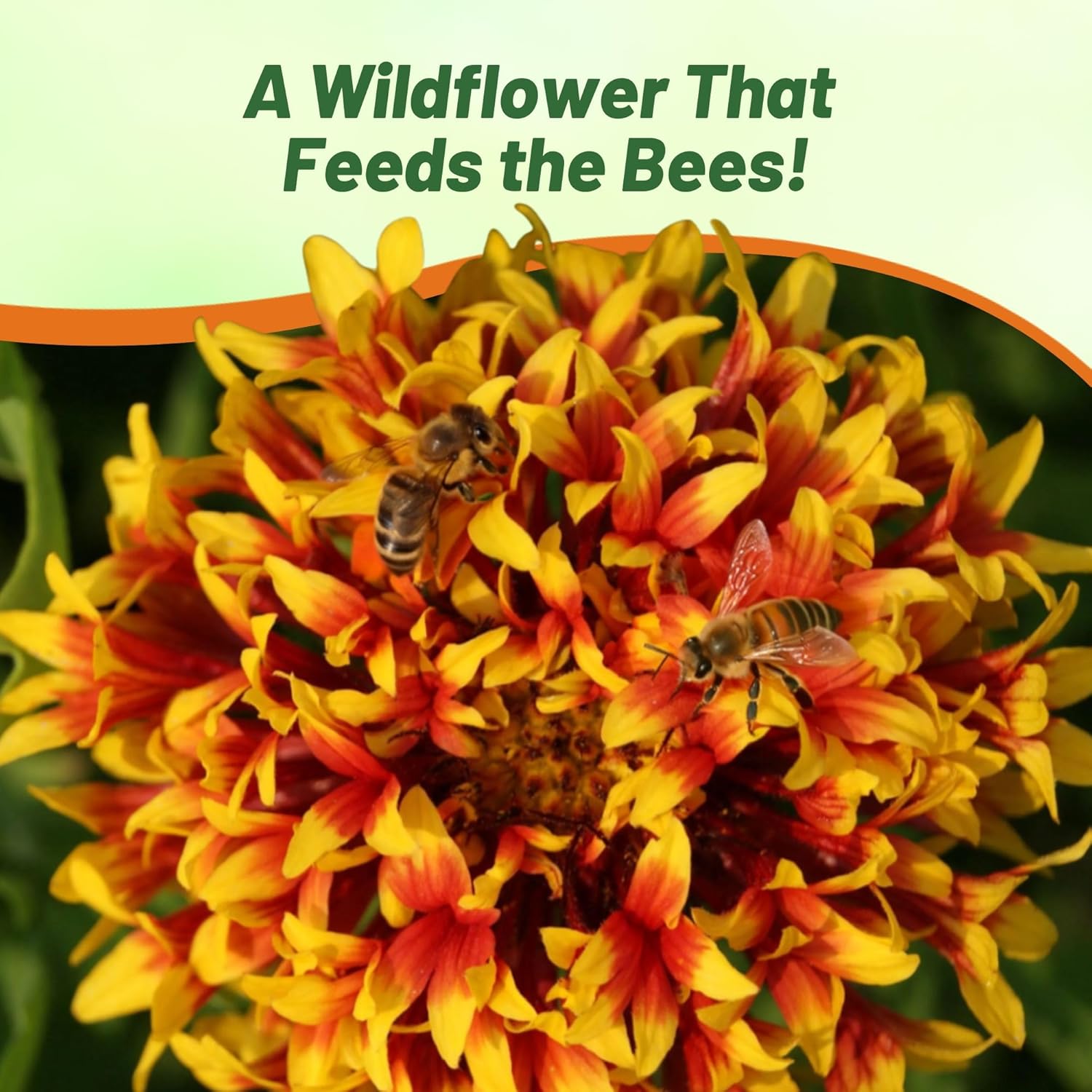 Gaillardia Pulchella Bicolor Flower Seeds