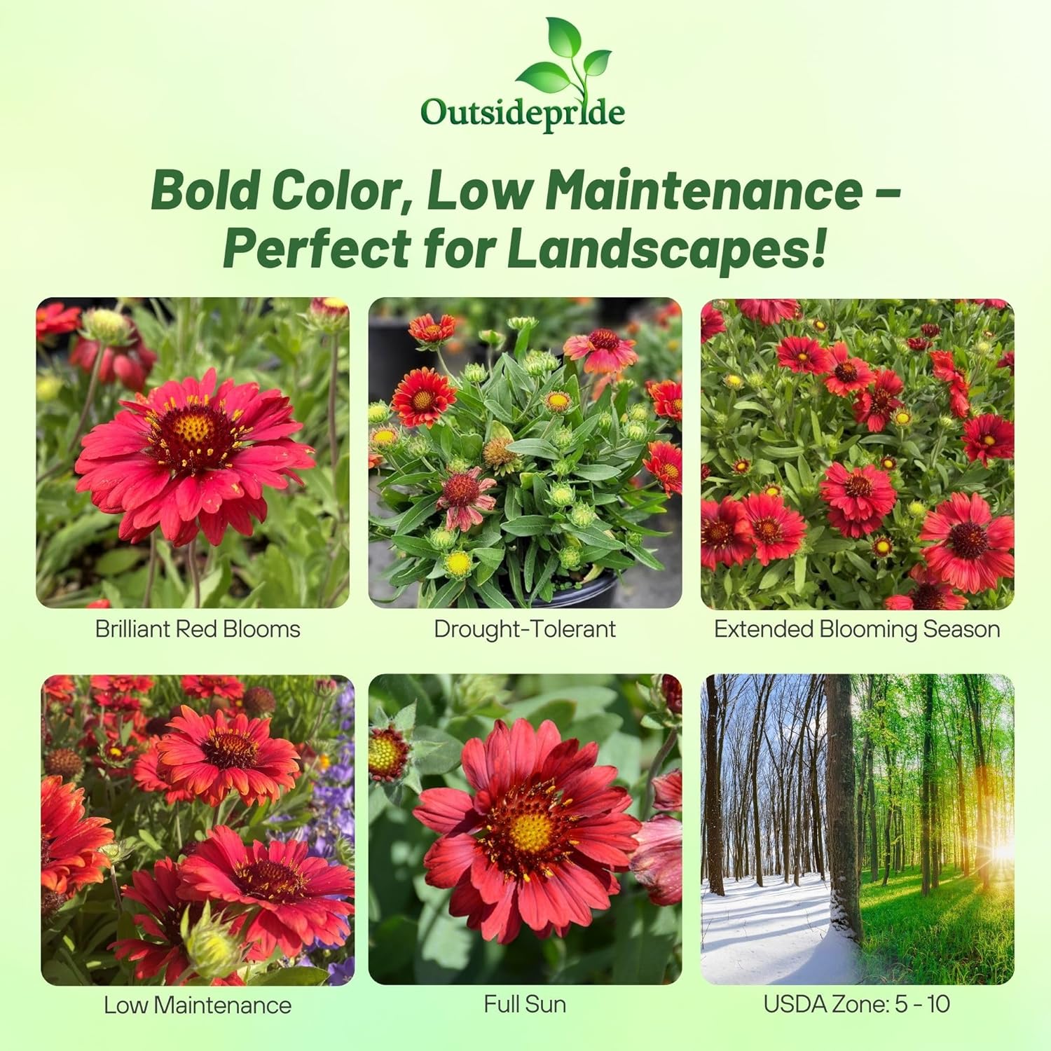 Blanket Flower Mesa Red Cut Flowers