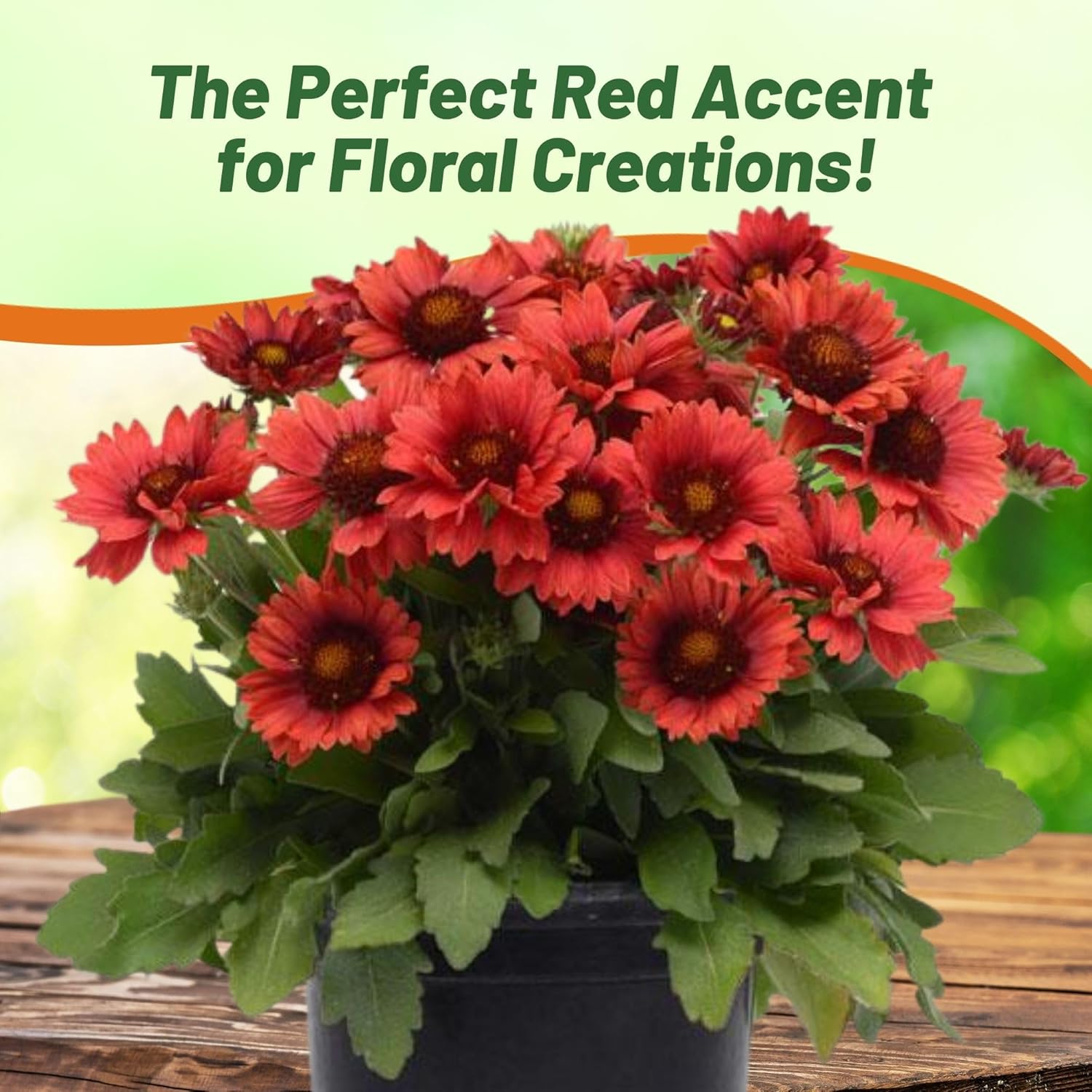 Gaillardia Mesa Red Flower Seeds