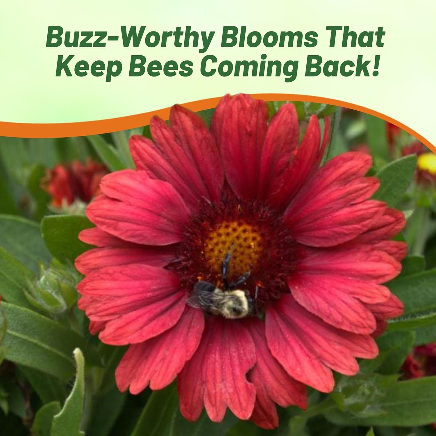 Gaillardia Mesa Red Container Flowers
