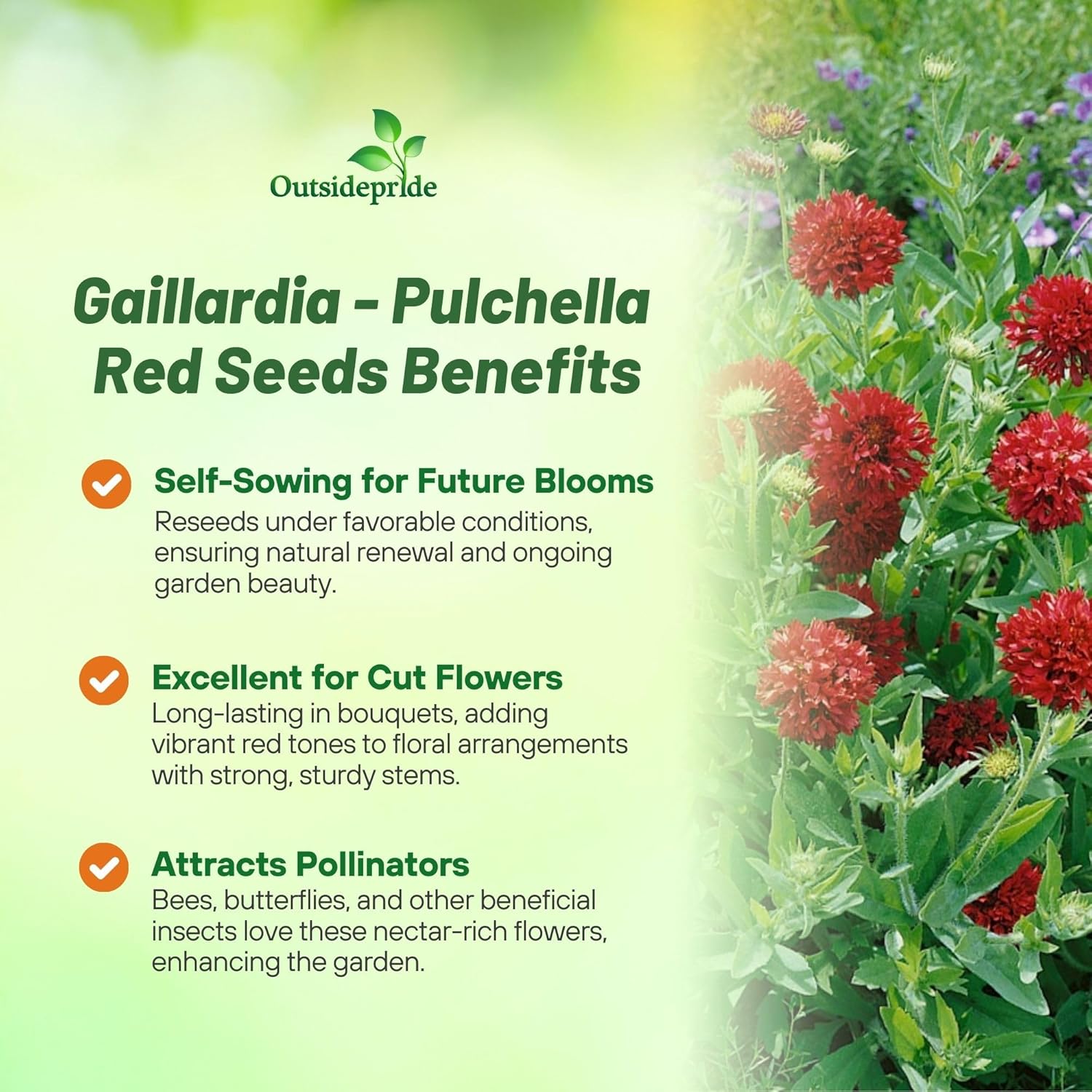 Gaillardia Pulchella Sundance Red
