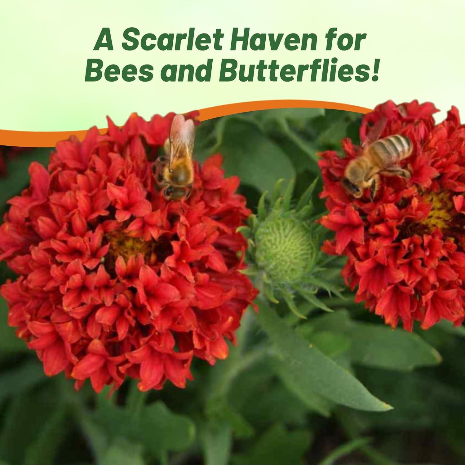 Blanket Flower Cut Flowers