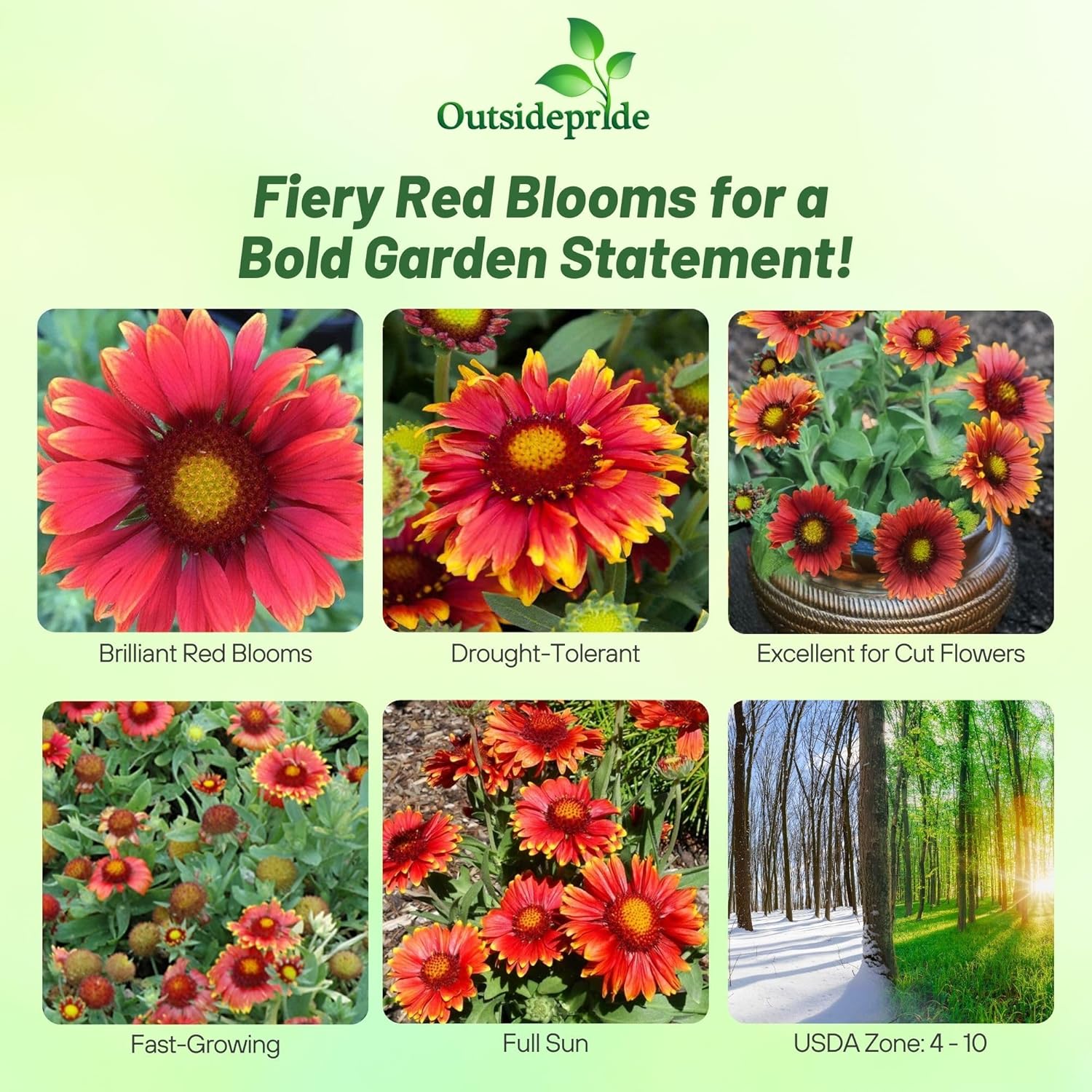 Gaillardia Aristata Arizona Red Shades