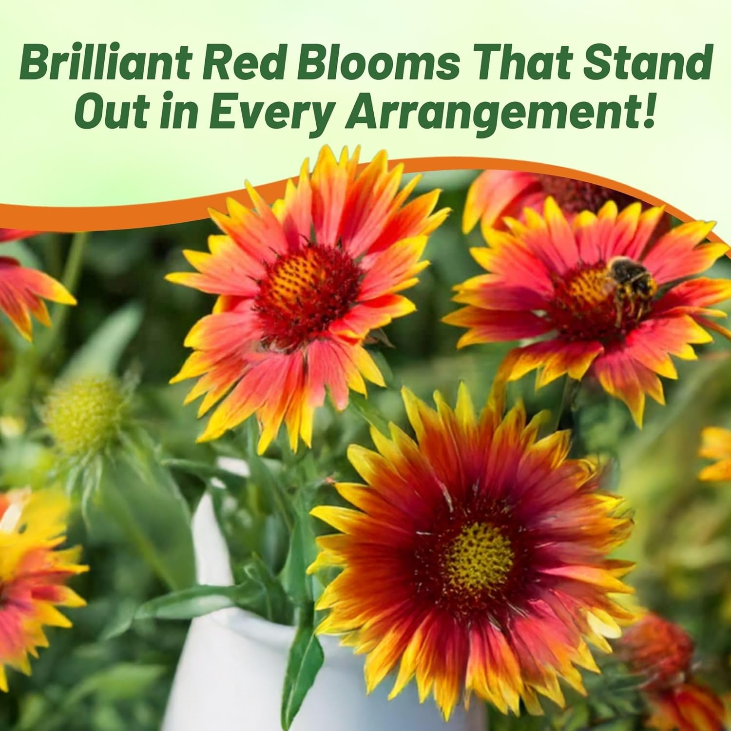 Blanket Flower Red Shades Cut Flowers