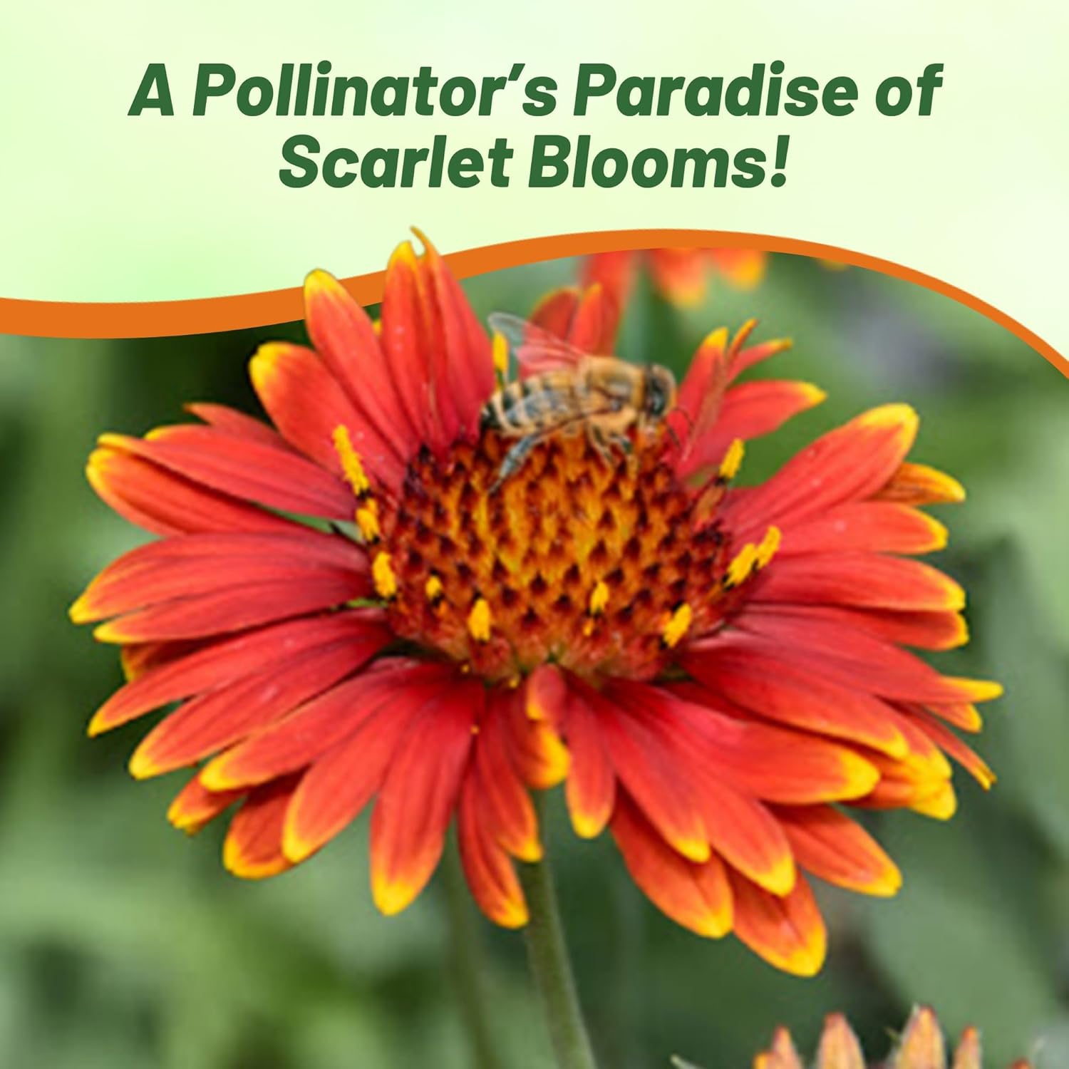 Blanket Flower Red Shades Pollinating Flowers