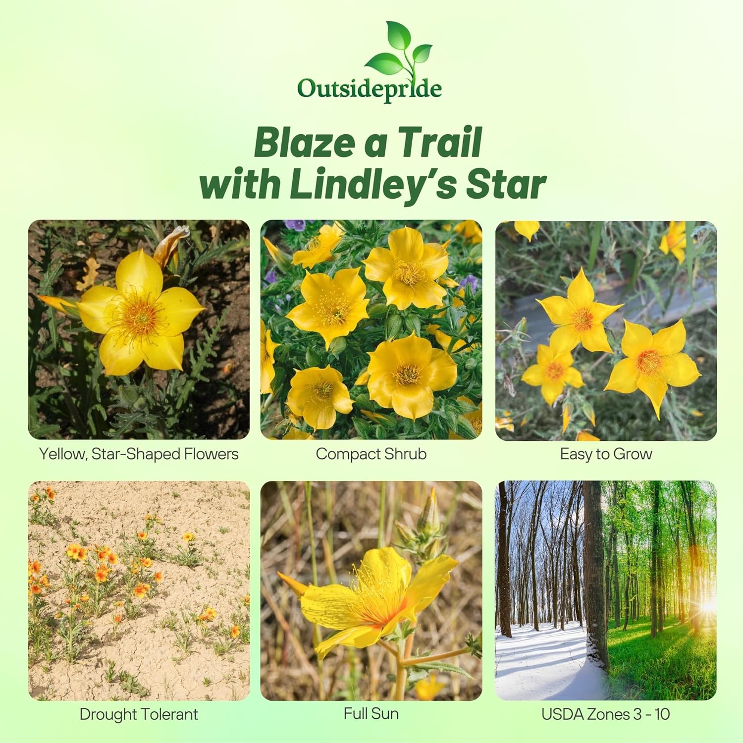 Mentzelia Lindleyi) Blazing Star Flower Beds