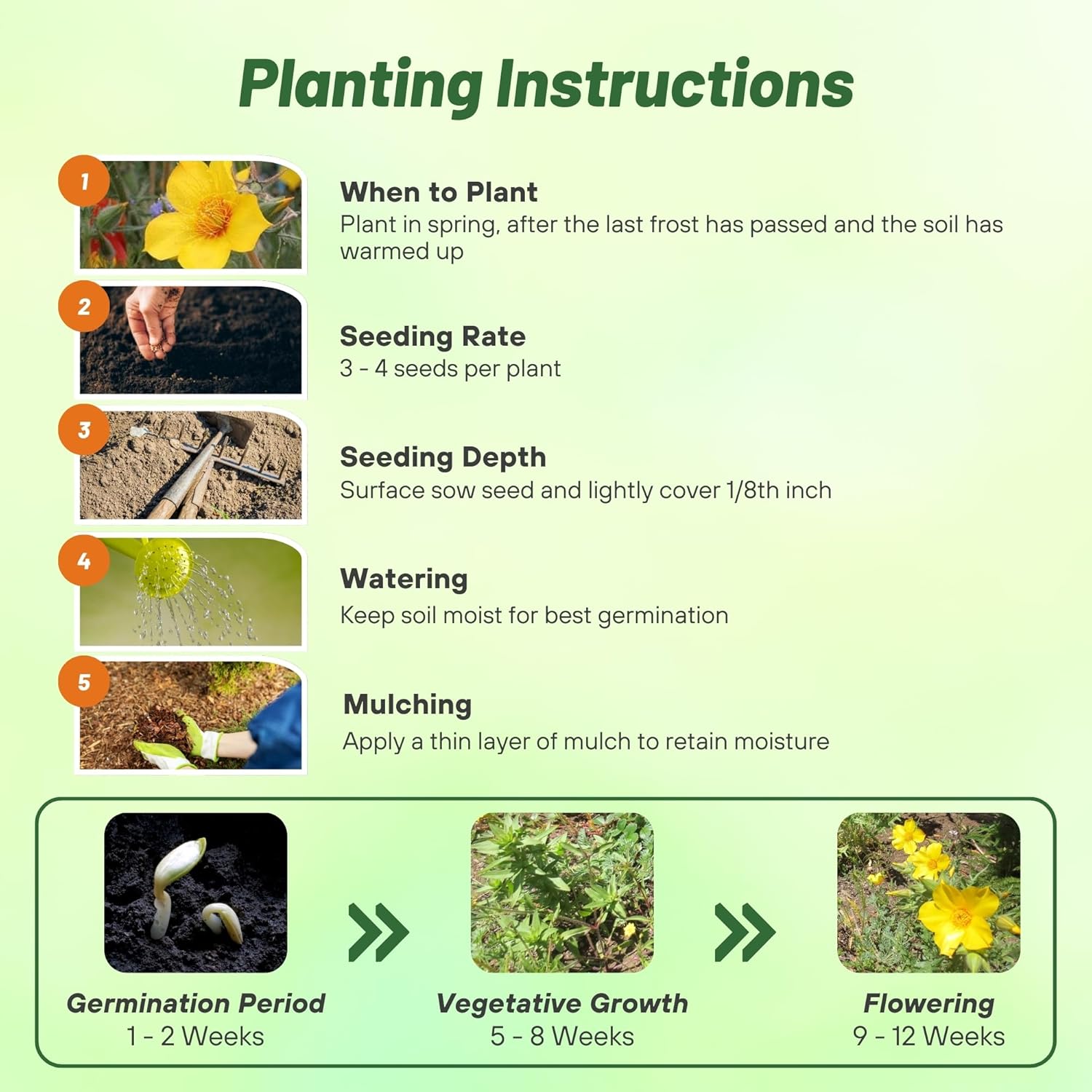Blazing Star Flower Planting Directions