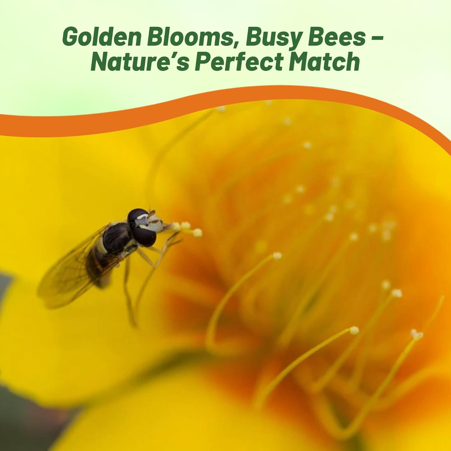 Blazing Star Flower Wildflower Pollinator