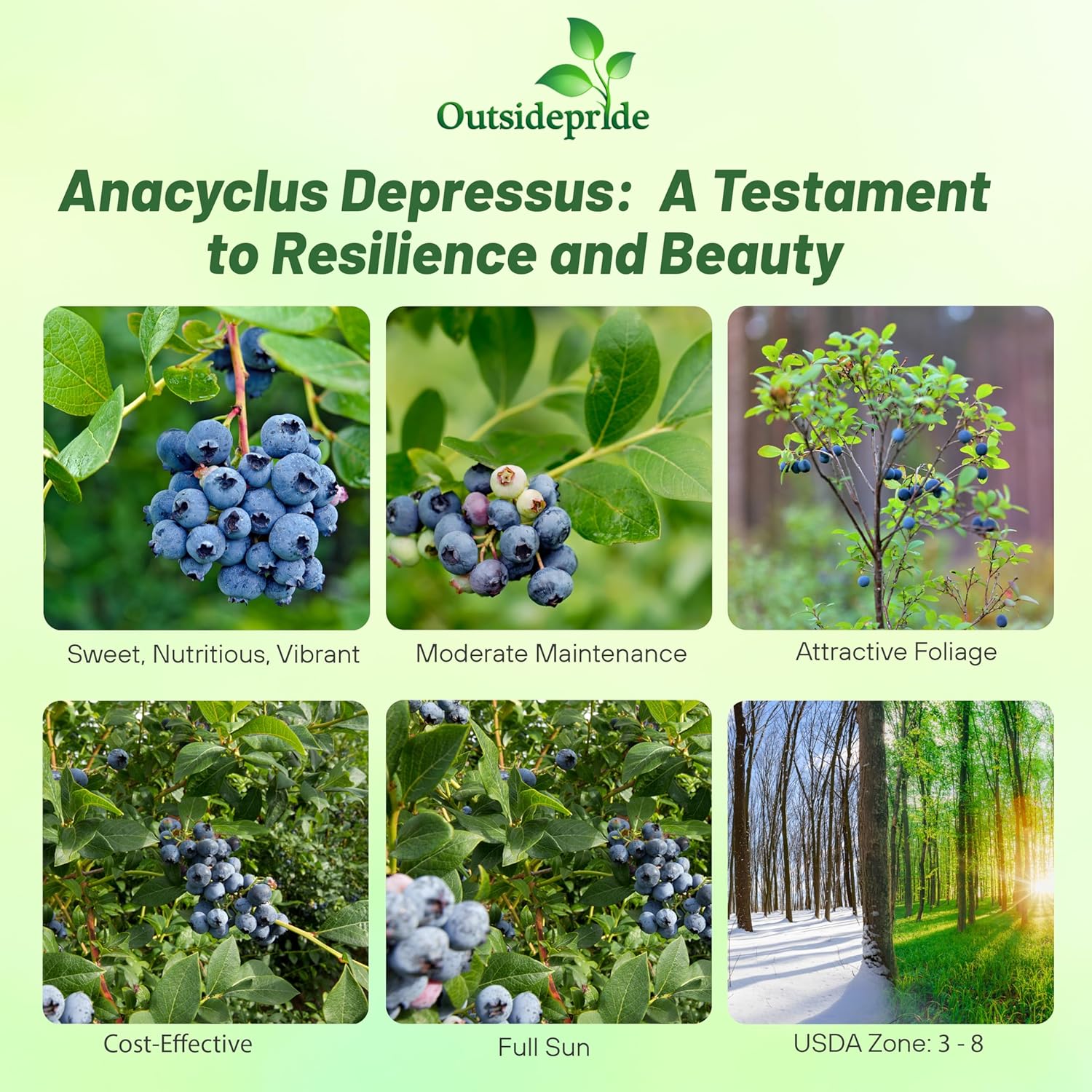 Blueberry Fruit on Plants