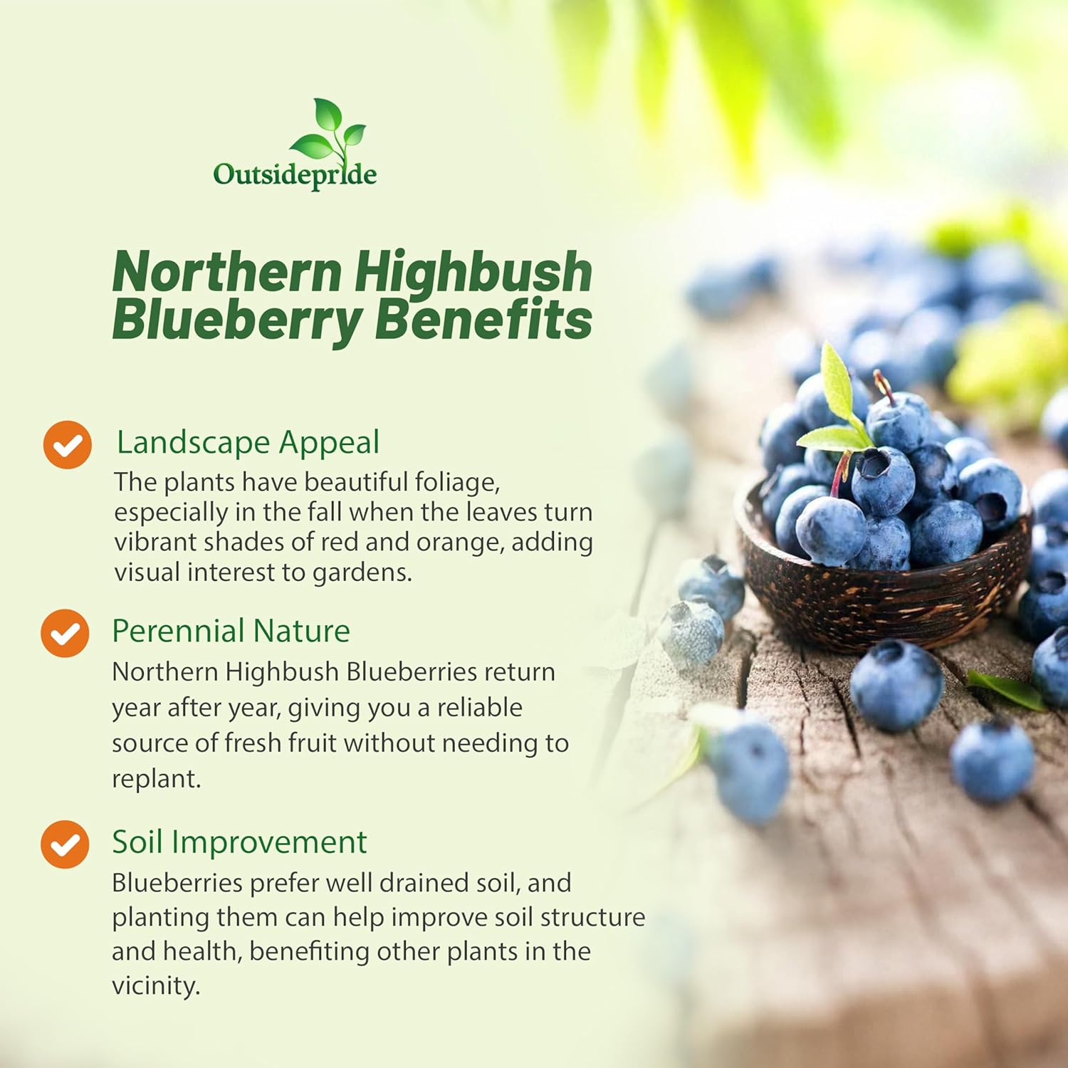 Northern High Bushberry Plants