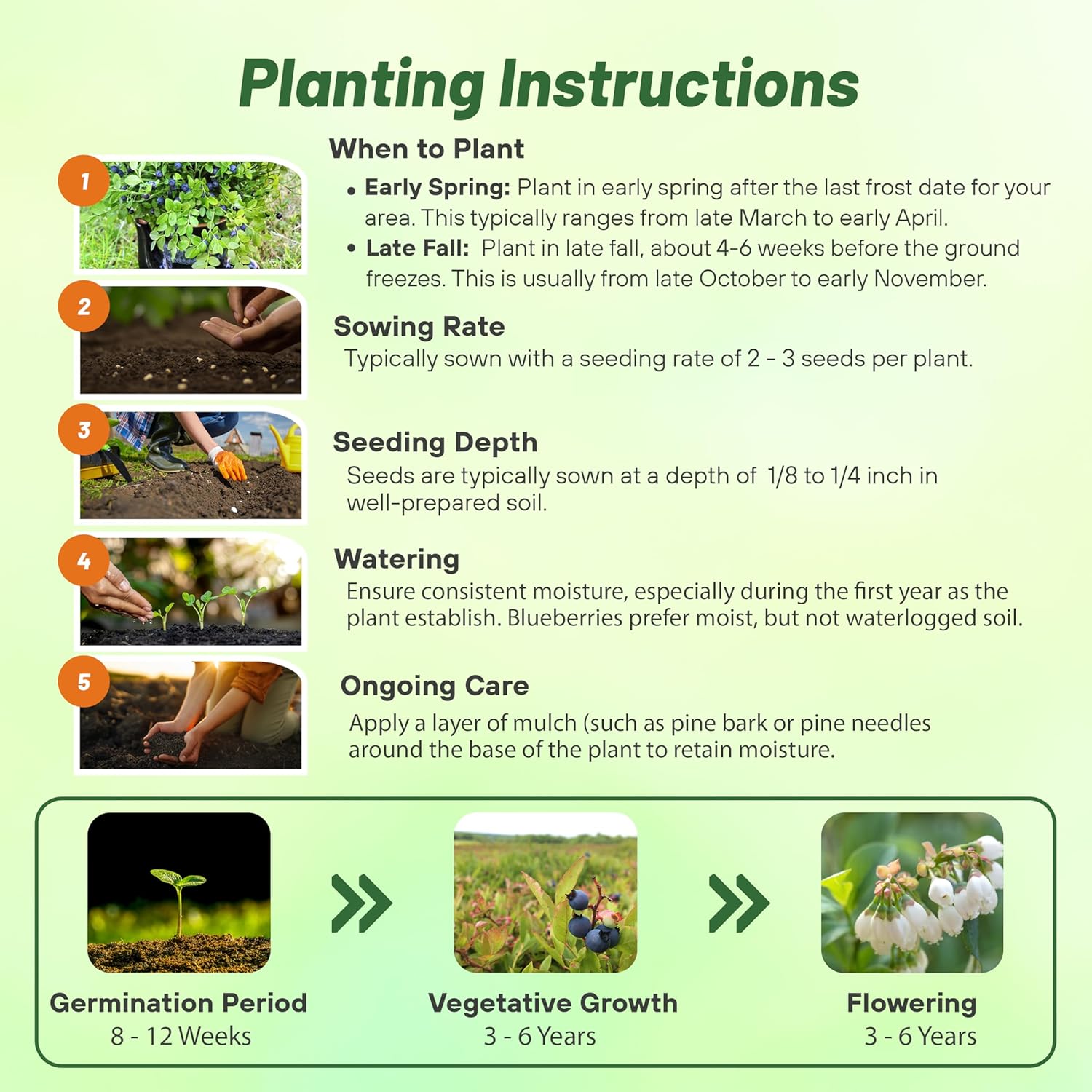 Blueberry Fruit Seed Planting Directions