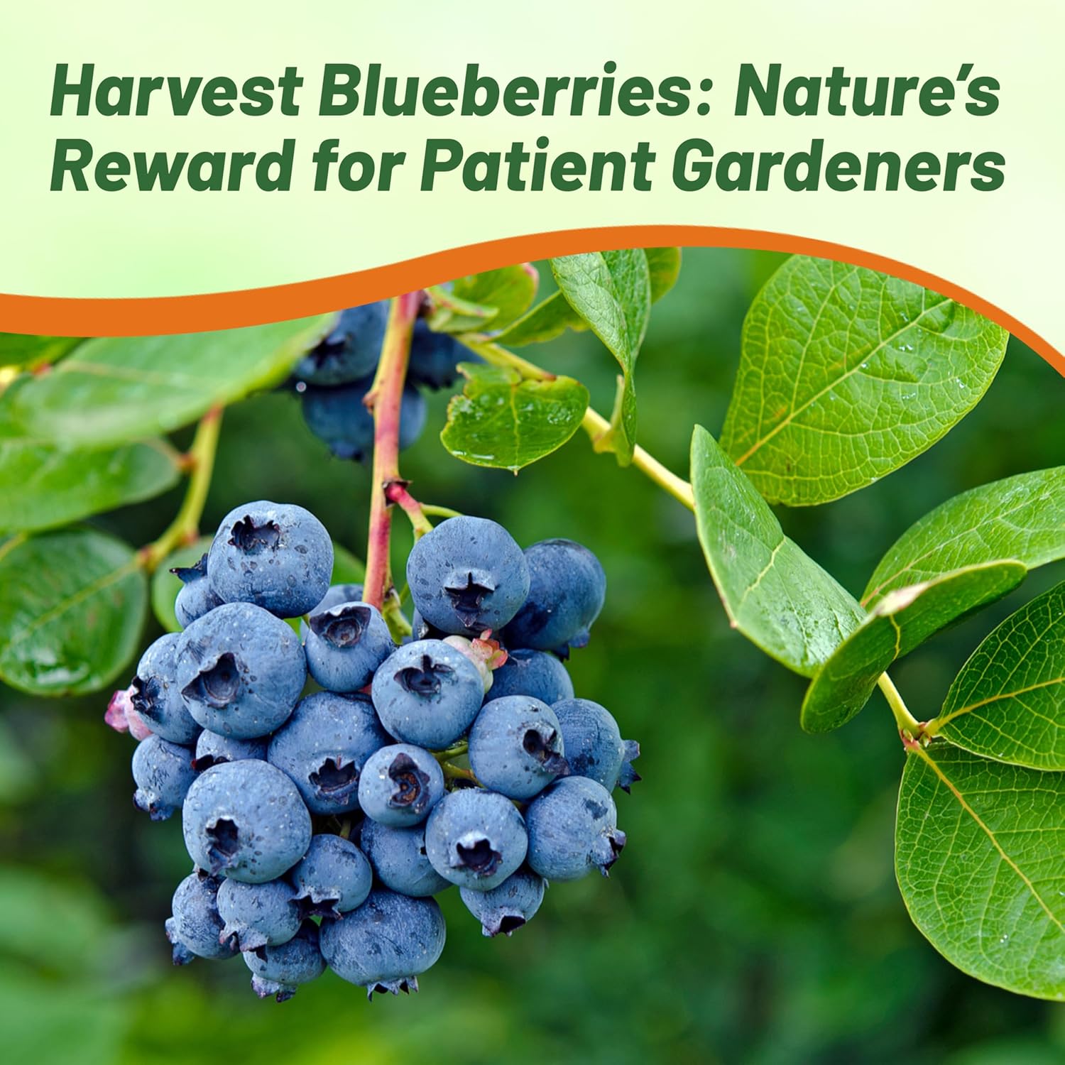 Home Garden of Blueberry Plants