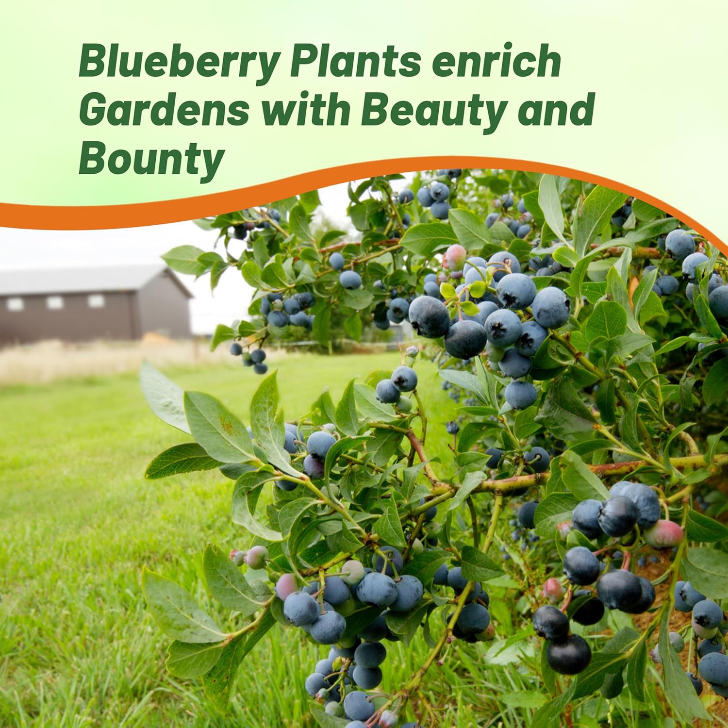 Blueberry Plants in Acidic Soil