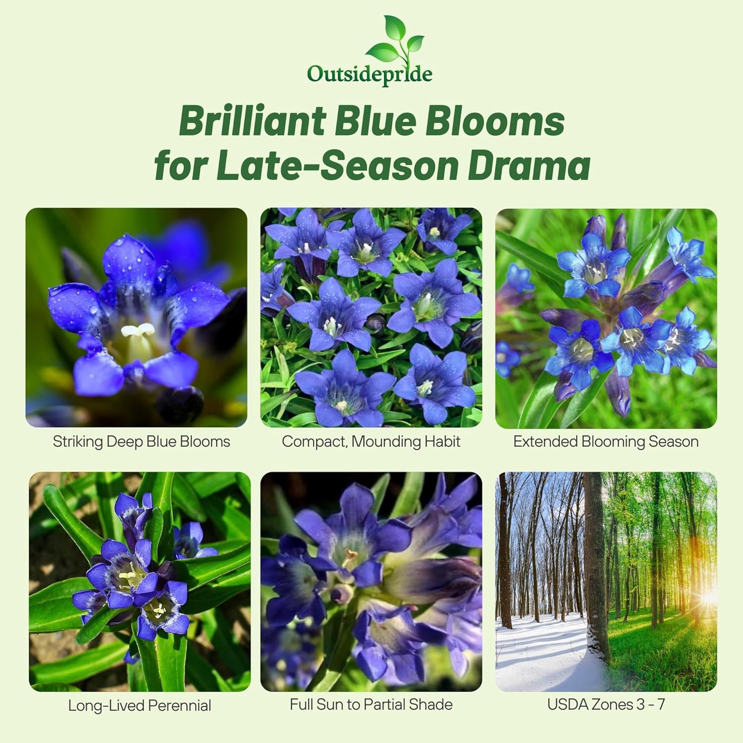 Blue Gentian Herb Garden
