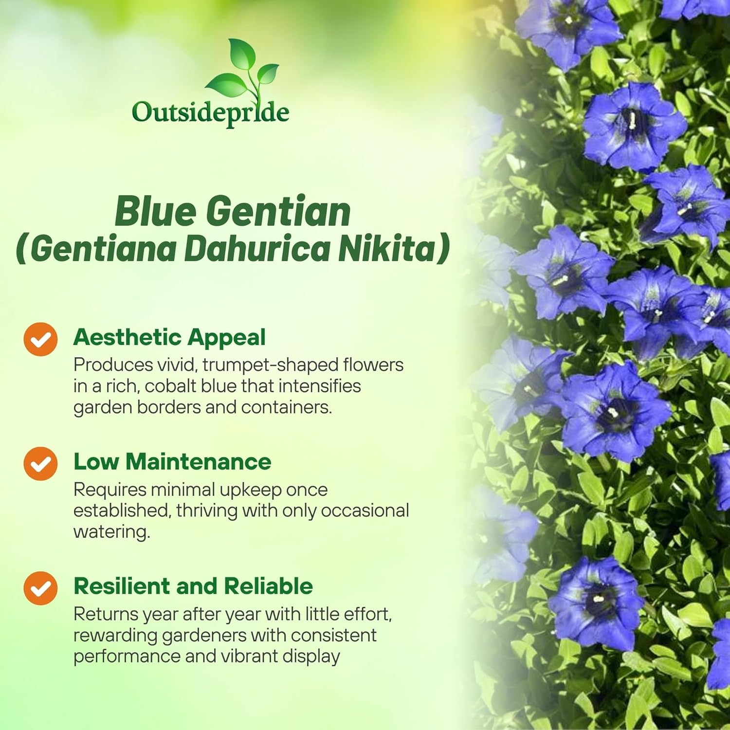Blue Common Gentian Flower Garden Ground Cover