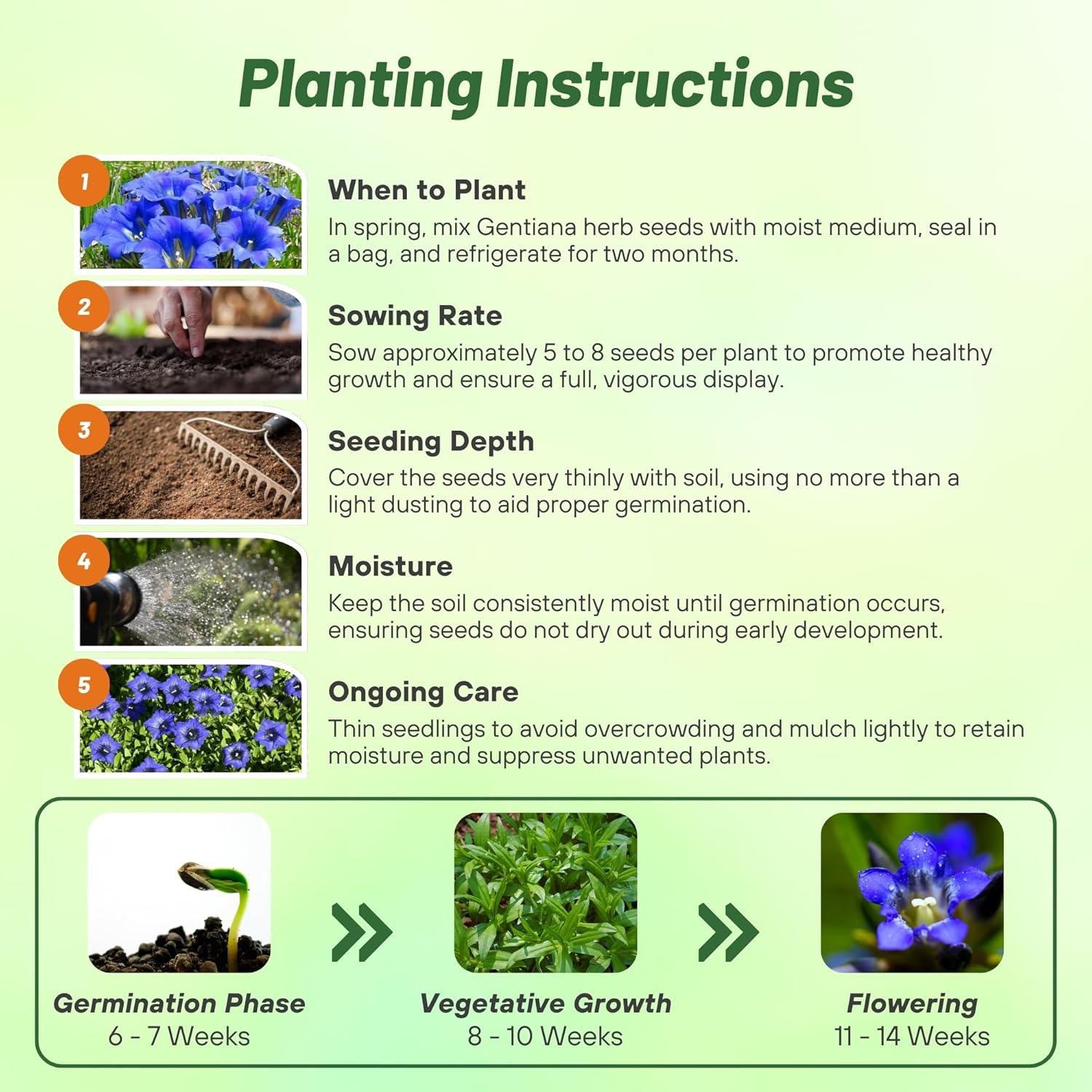 Blue Gentian Flower Planting Directions