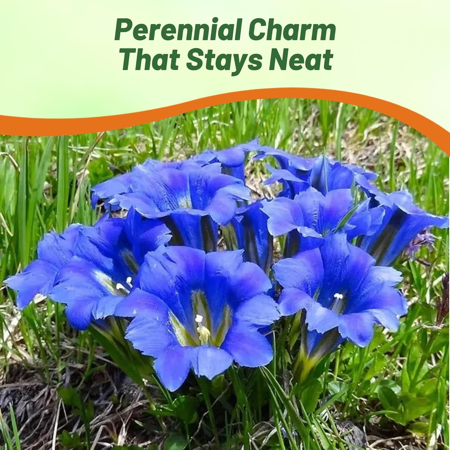 Drought Tolerant Blue Gentian Flowers