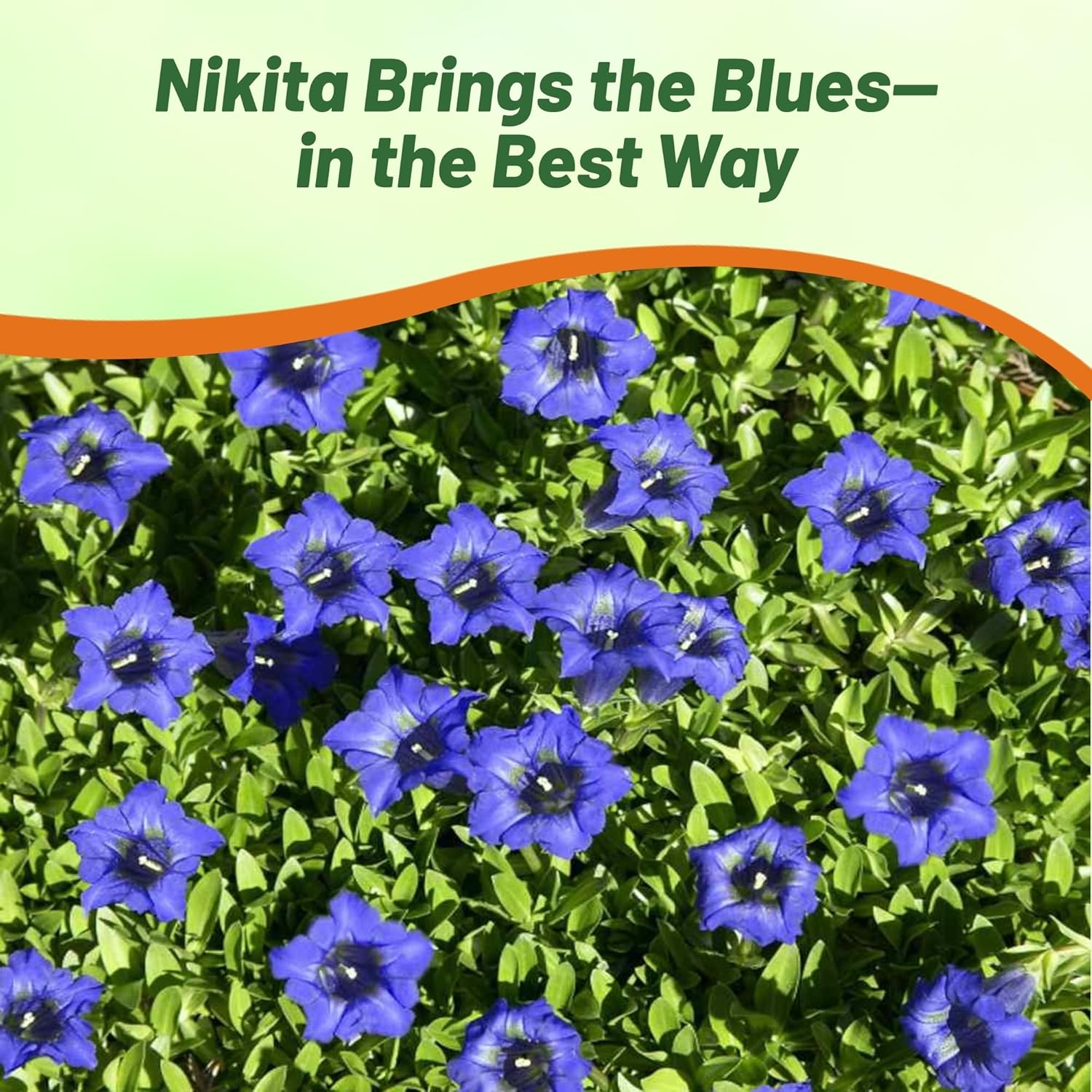 Blue Gentian Nikita Herb