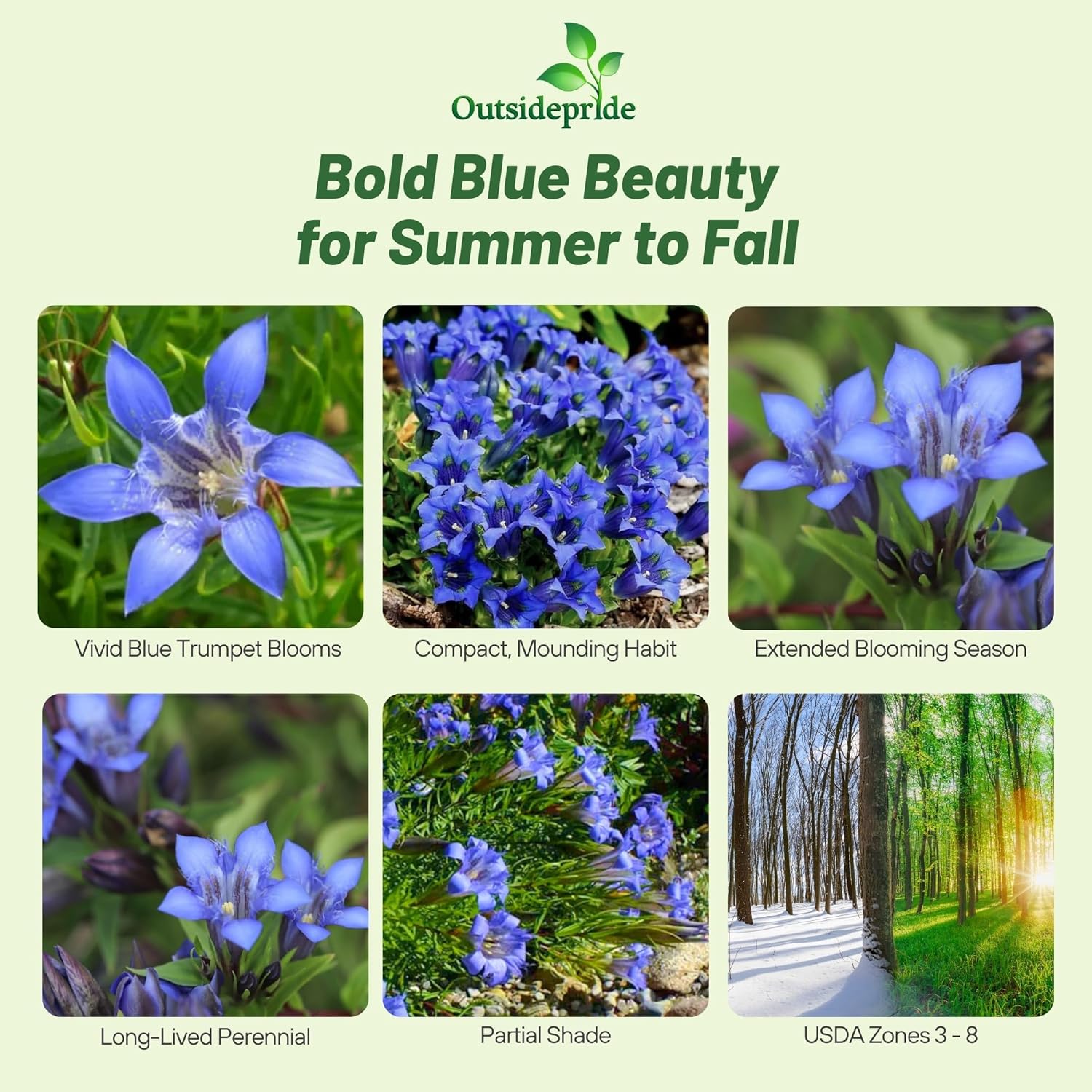 Blue Herald Gentian Herb Garden