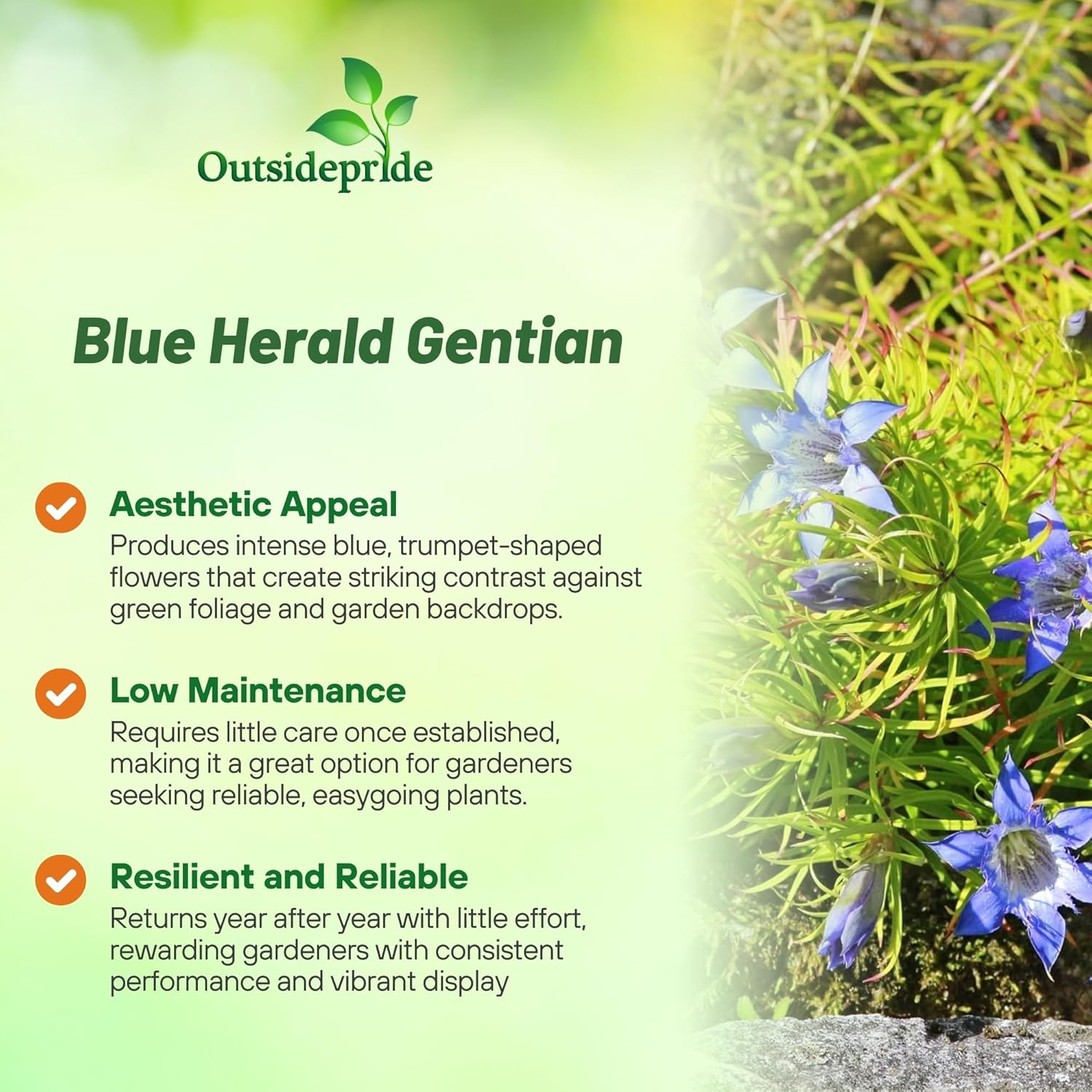 Blue Herald Gentian Flower Garden Ground Cover