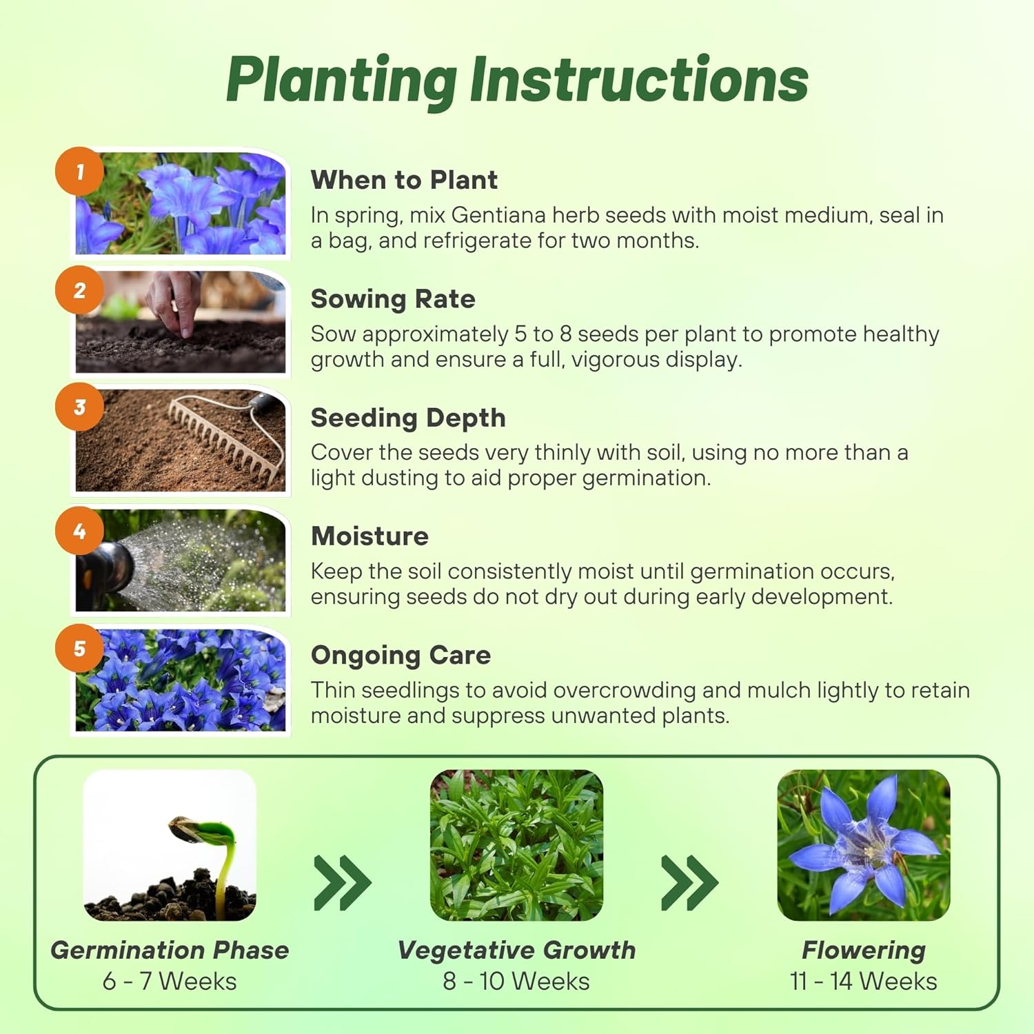 Blue Herald Gentian Flower Planting Directions