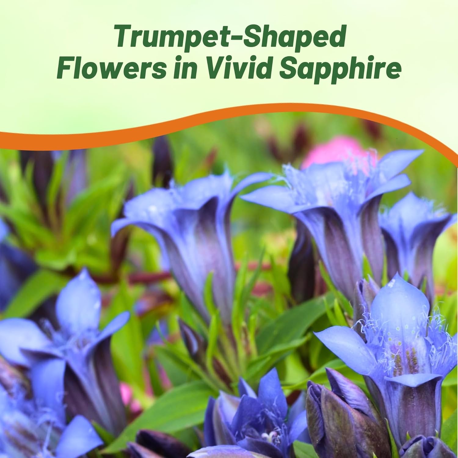 Drought Tolerant Blue Herald Gentian Flowers