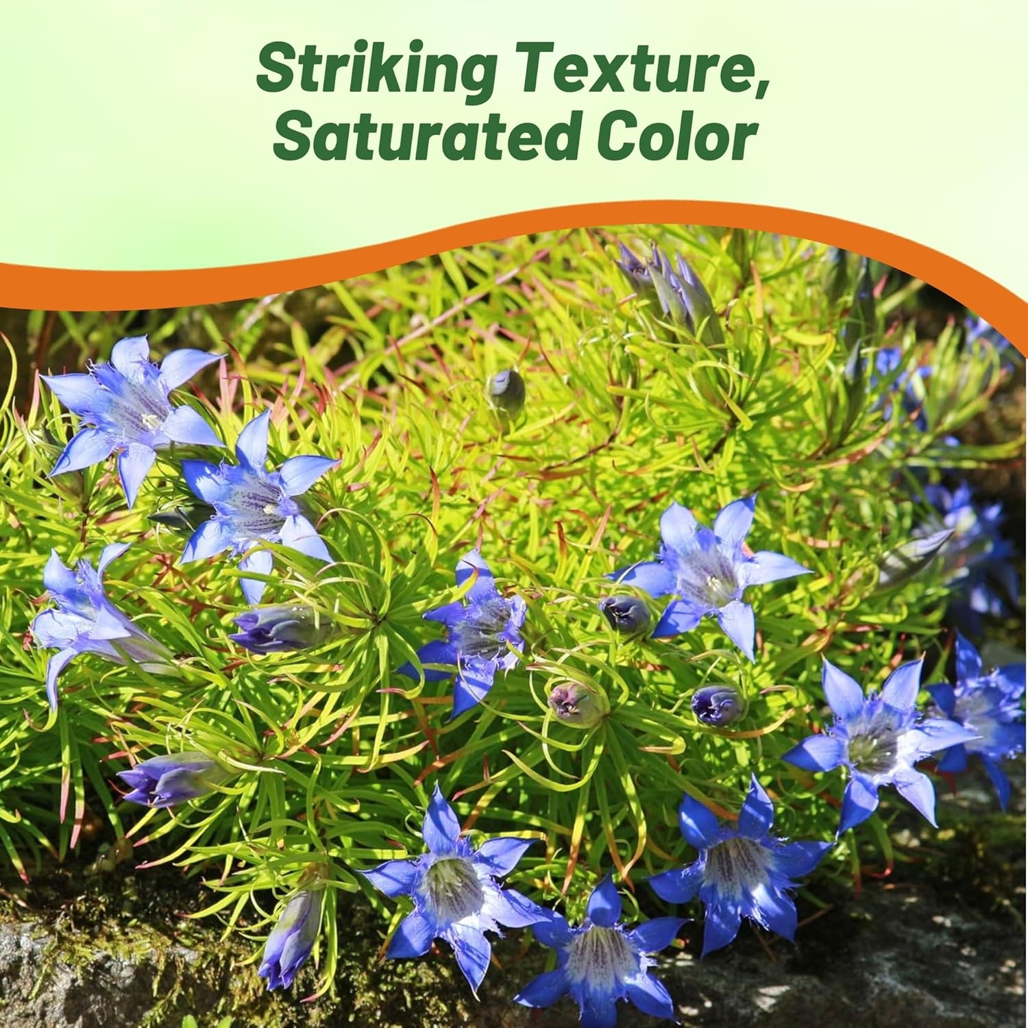 Perennial Blue Gentian Herald Herb