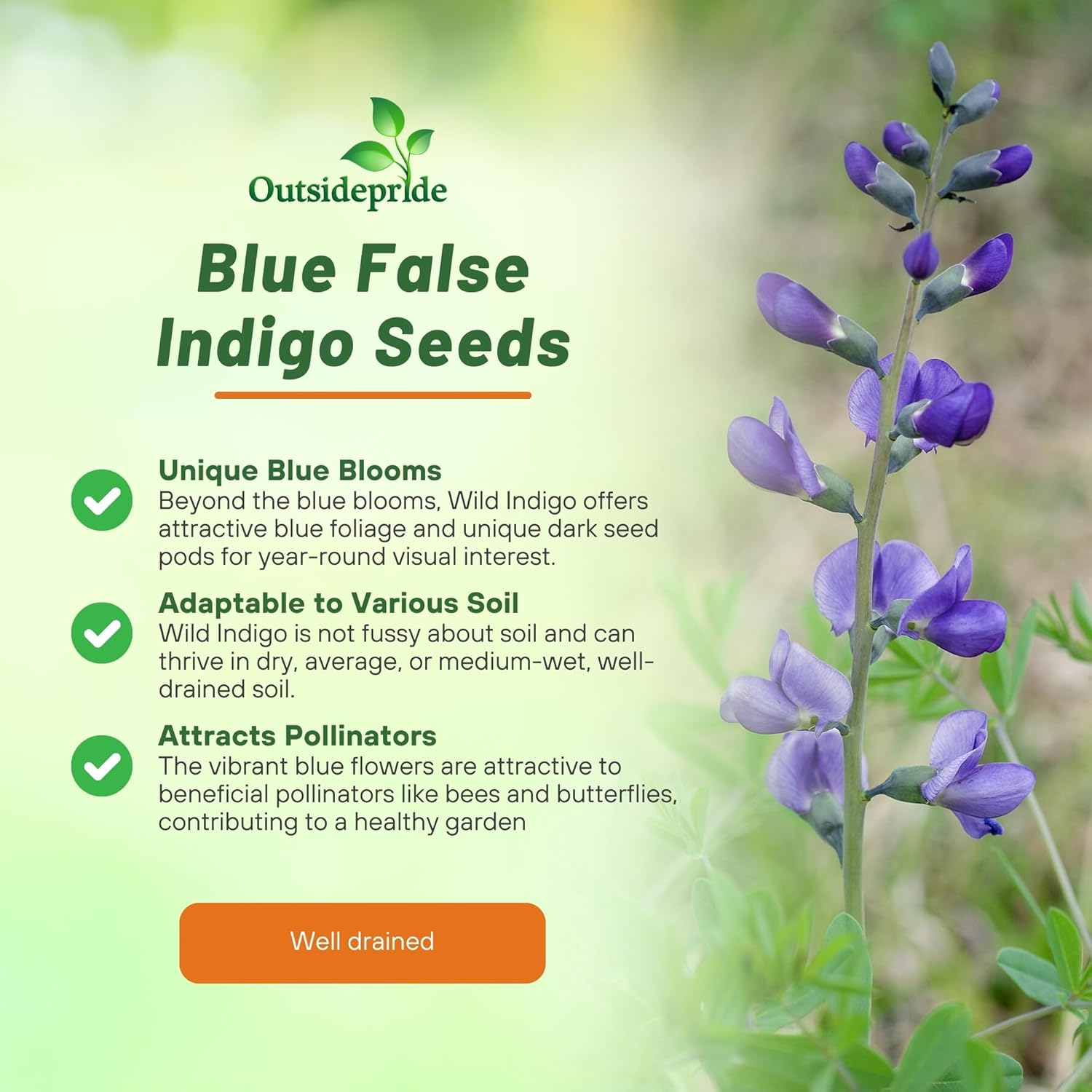 Wild Blue False Indigo