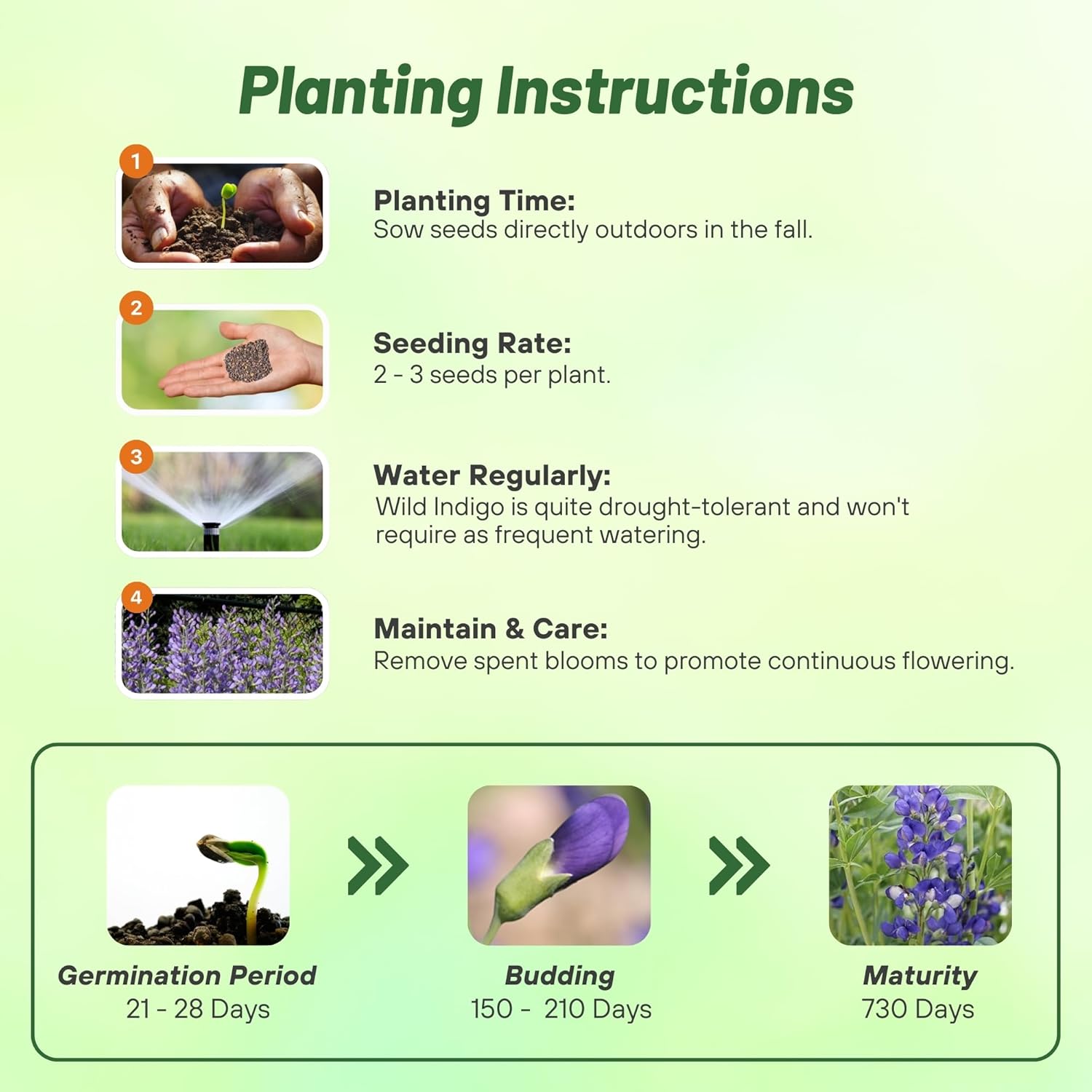 Blue False Indigo Planting Directions