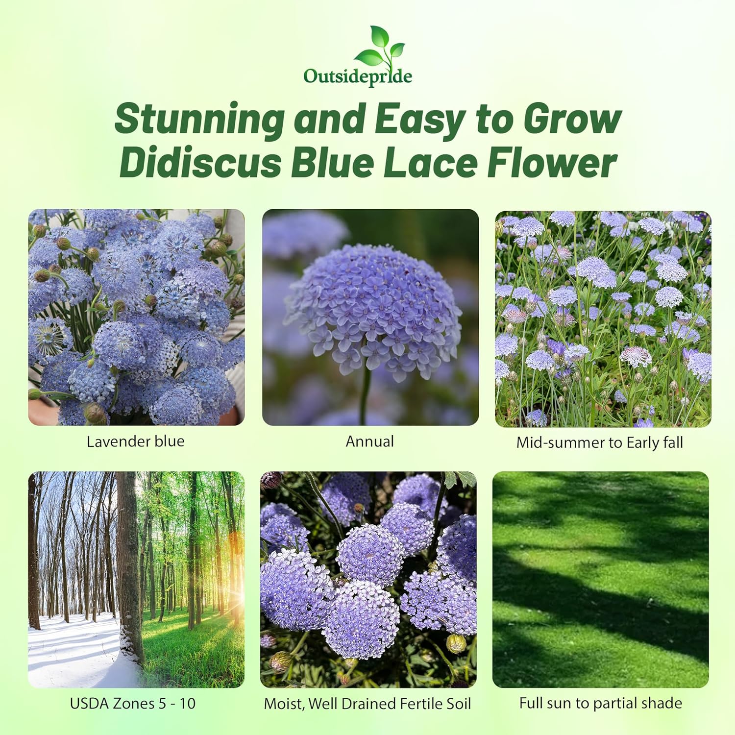 Didiscus Caeruleus Blue Lace Flower