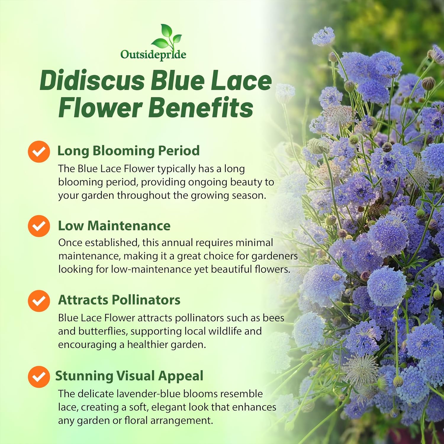 Blue Lace Flower Bedding Plant