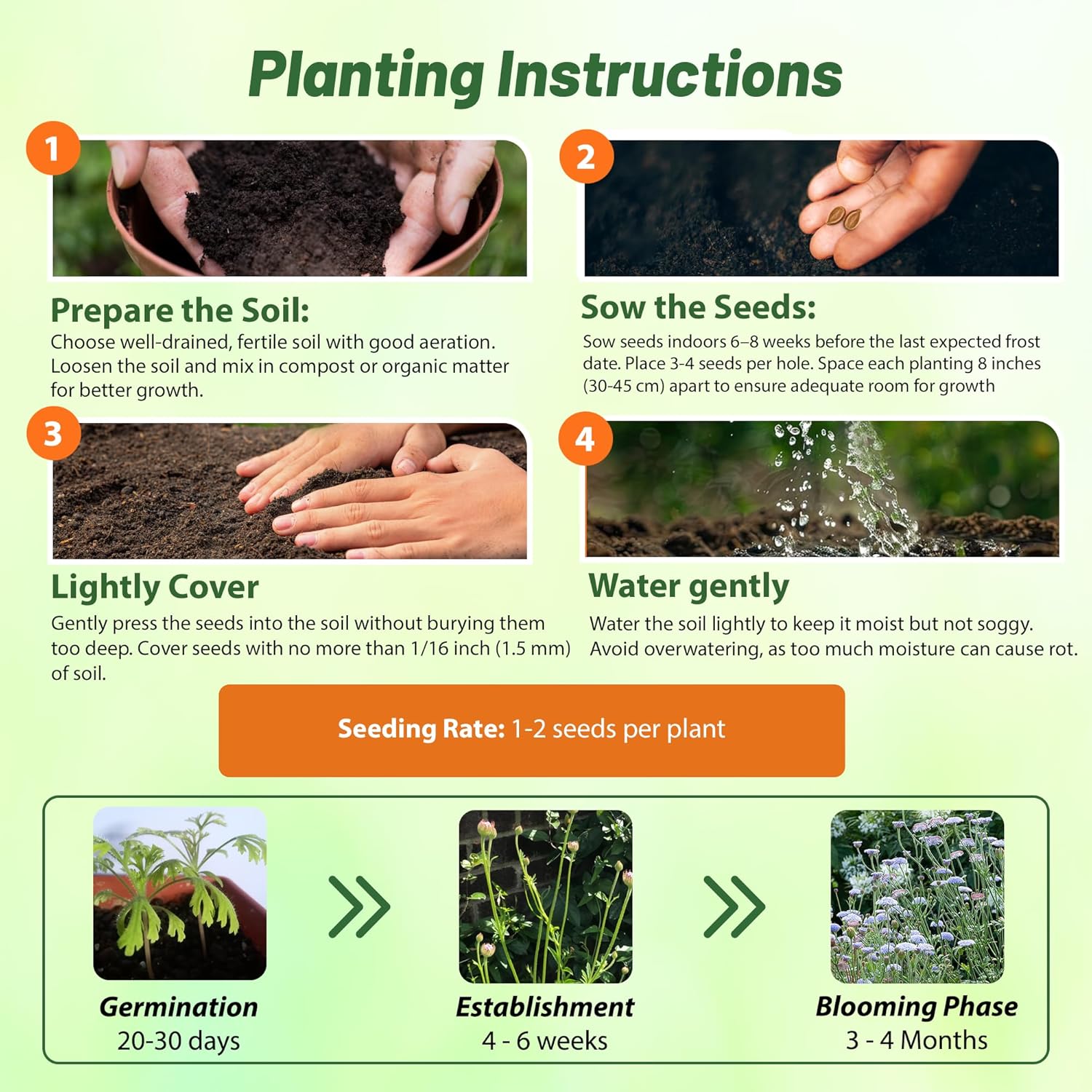 Blue Lace Flower Planting Directions