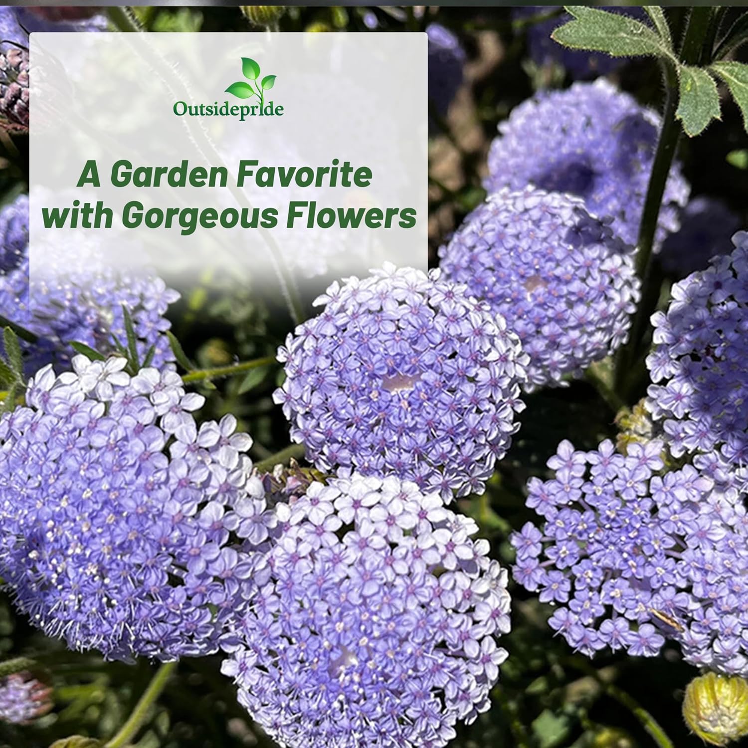 Drought Tolerant Blue Lace Flowers